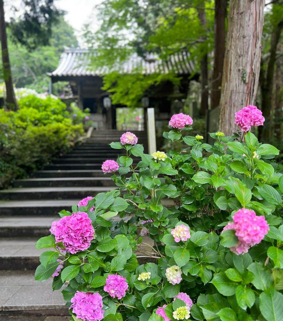 島川未有さんのインスタグラム写真 - (島川未有Instagram)「紫陽花を観に行ってきました☔️ 紫陽花、好きなんです🥹 梅雨時の1番の楽しみ🤭 夏☀️を感じるようになってきたので、お気に入りの虹色🌈カゴバックをおろしました🧺😎  #紫陽花#紫陽花寺#紫陽花の季節#徳島紫陽花#熊谷寺」6月19日 10時53分 - miyu_shimakawa