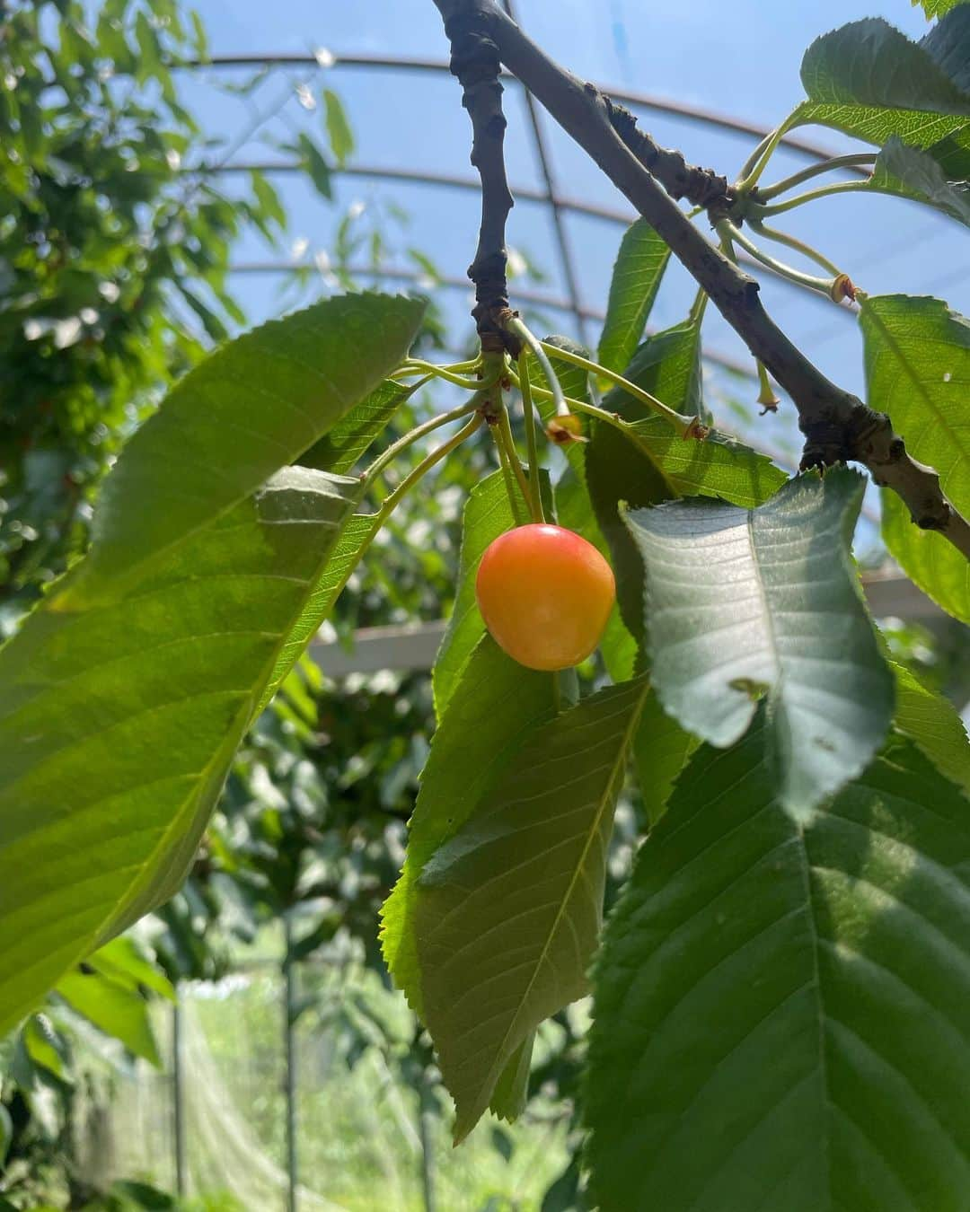 兵頭葵さんのインスタグラム写真 - (兵頭葵Instagram)「🍒🐄👩🏻‍🌾  #平田観光農園  #さくらんぼ狩り #広島 #三次  #広島グルメ #広島カフェ  #Hiroshima #🍒」6月19日 11時09分 - hyodo_aoi