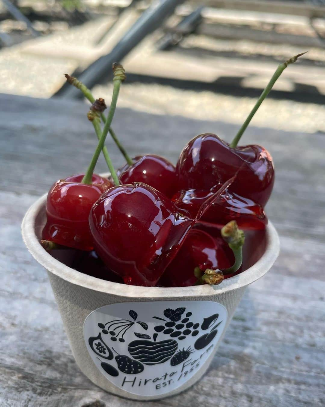 兵頭葵さんのインスタグラム写真 - (兵頭葵Instagram)「🍒🐄👩🏻‍🌾  #平田観光農園  #さくらんぼ狩り #広島 #三次  #広島グルメ #広島カフェ  #Hiroshima #🍒」6月19日 11時09分 - hyodo_aoi