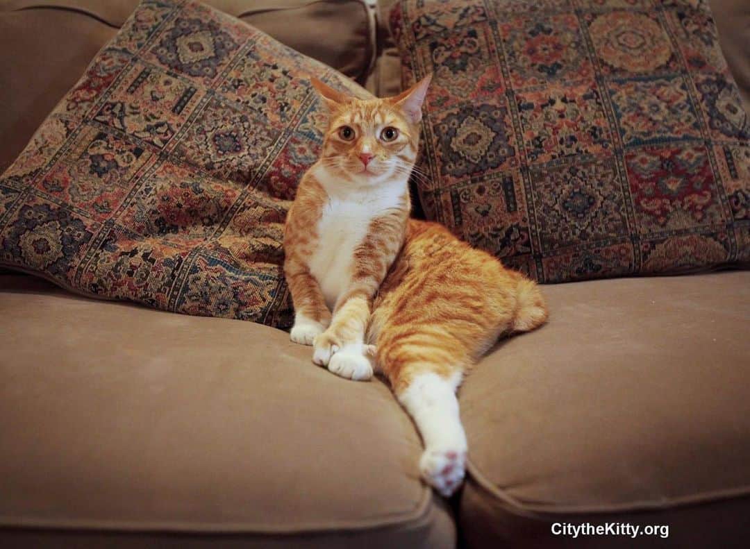 City the Kittyのインスタグラム：「Happy Father's day to all the awesome cat daddys out there who don't barbarically amputate their beloved cat's toe bones and claws for the sake of a couch or any other weak excuse. 🐾❤️  Declawing is animal cruelty. Know the facts. http://citythekitty.org/declawing-facts-vs-myths-humane-options/  #fathersday #catdaddy #Fathersday2023 #Declawing is #animalcruelty #cat #cats」
