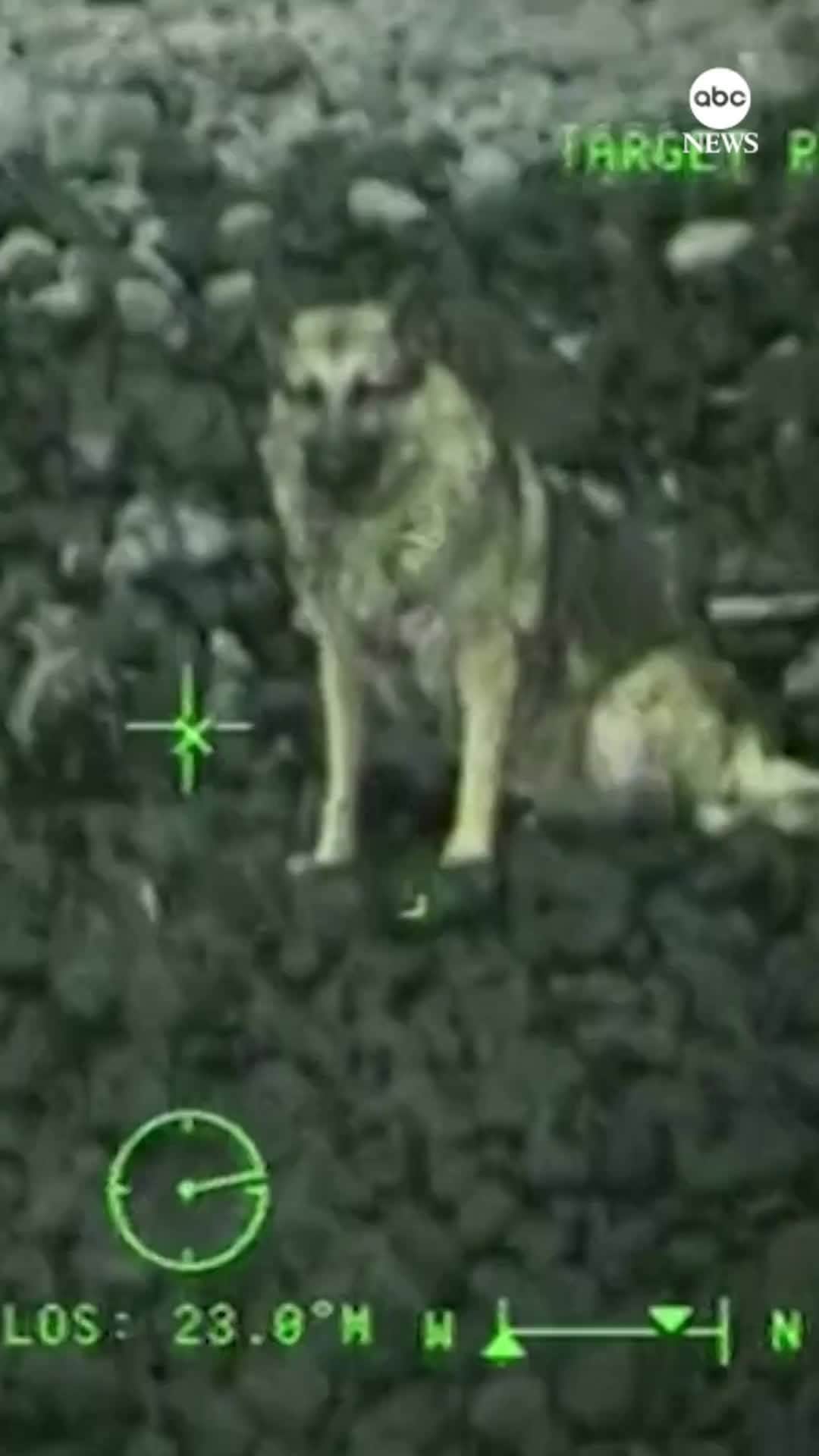 ABC Newsのインスタグラム：「The U.S. Coast Guard rescued a German Shepherd that fell off a cliff and was trapped on a rocky remote beach in Oregon. The dog was later reunited with its owner, the Coast Guard said.」