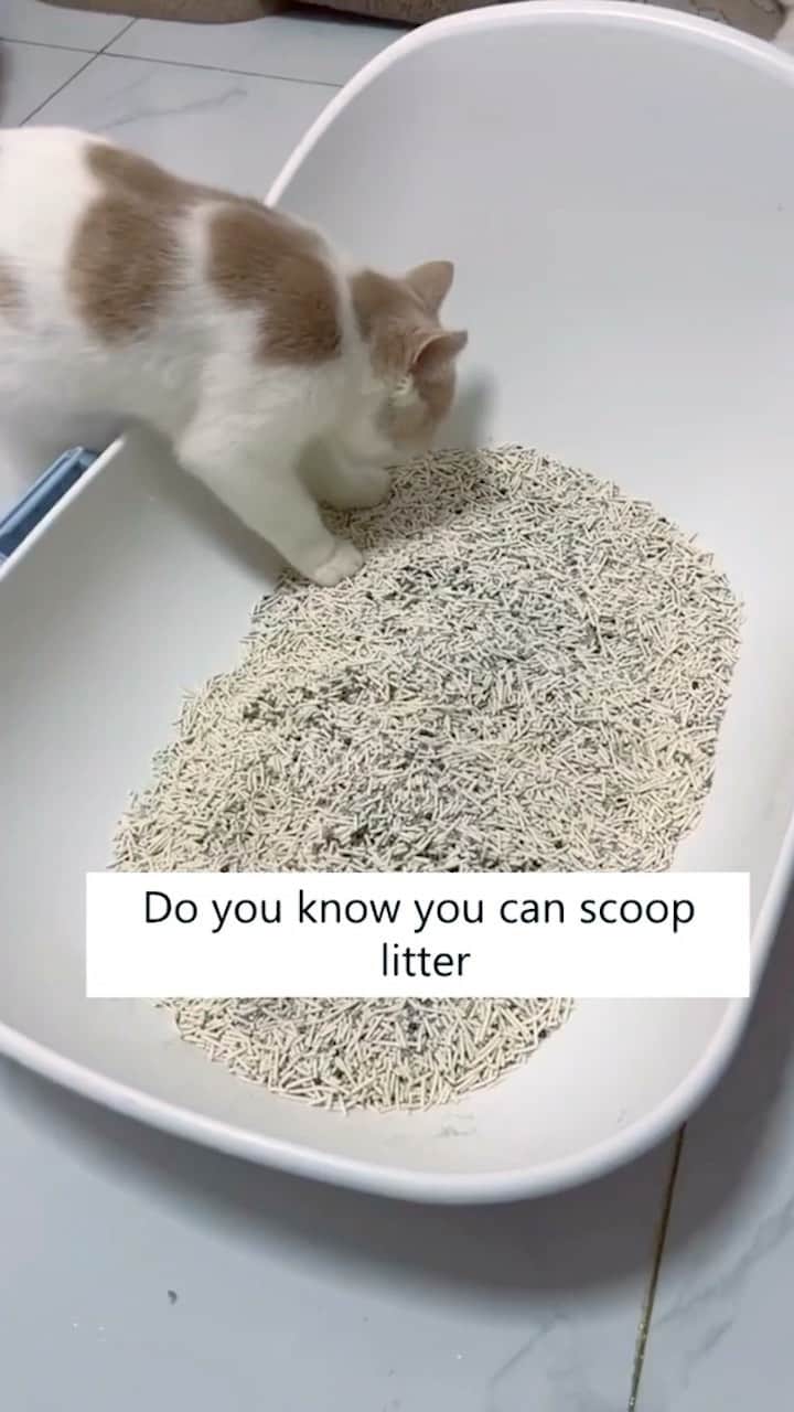 Cute Pets Dogs Catsのインスタグラム：「Save up your scooping effort by half, just scoop and let it drop to the bin attached to it!  Only today 29% off 🎉  Link in our Bio @kittens_of_world   You can find all additional information on our 9Lives store.  #kitty #cats #kitten #kittens #kedi #katze #แมว #猫 #ねこ #ネコ #貓 #고양이 #Кот #котэ #котик #кошка#cutecats #meow #kittycat #catinstagram #catsclub #caturday #catsofig #bestmeow #exellent_」