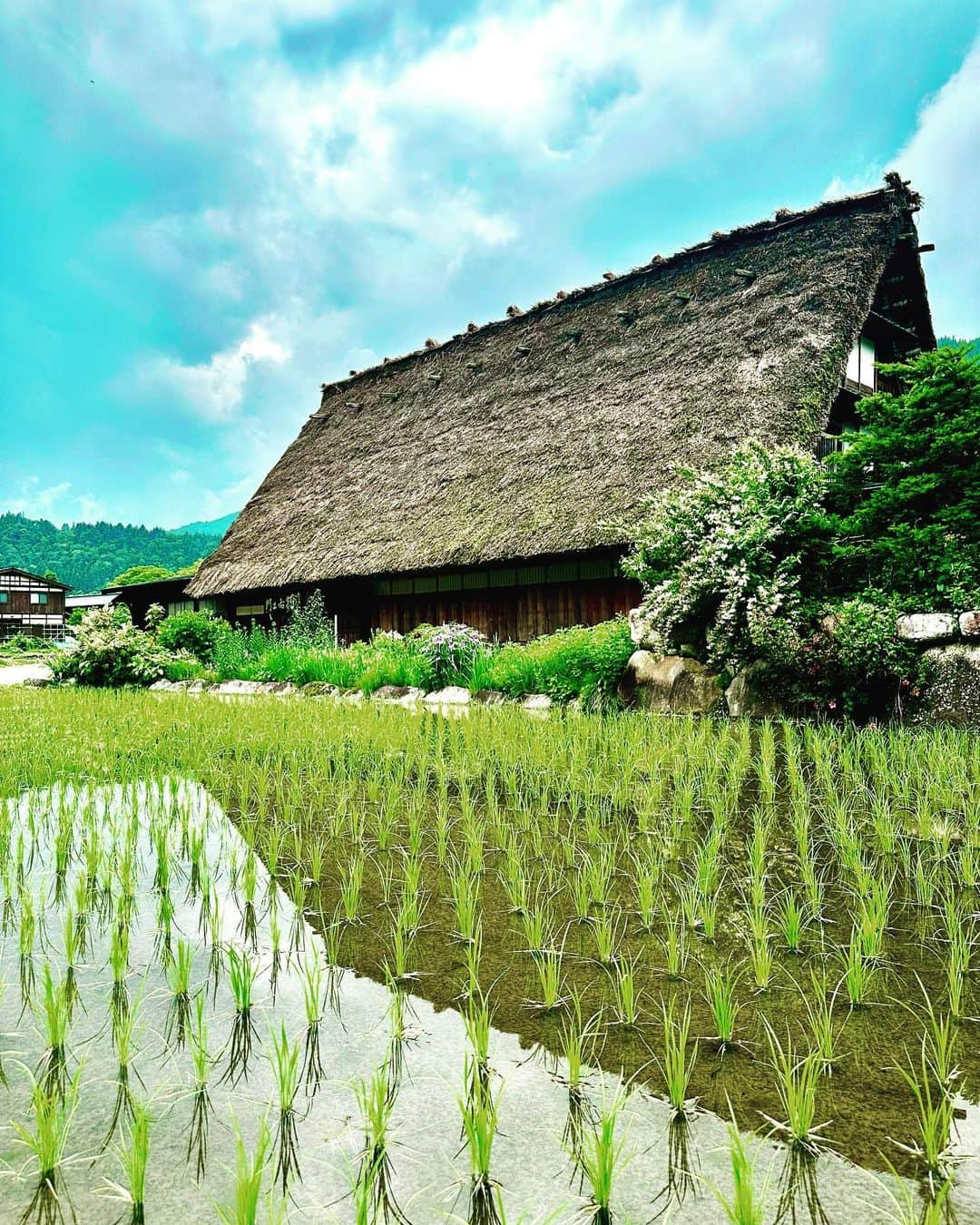 谷川じゅんじさんのインスタグラム写真 - (谷川じゅんじInstagram)「World Heritage Shirakawa-go. 世界遺産白川郷。稲萌える田が美しいこの場所は世界中から人々が訪れます。白川では相互扶助を古くから“結ゆい”呼び、地域で助け合いながら数世紀に渡り暮らしてきたそうです。付け焼き刃なサステナなんとか？がペラペラに感じられる活きた共助はその絶景と共に息づいています。 #goodvibesonly #goodneighbors #thisisjapan」6月19日 12時01分 - junjitanigawa