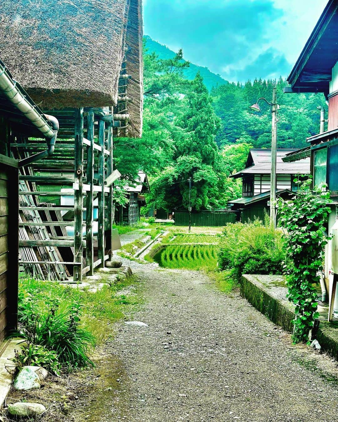 谷川じゅんじさんのインスタグラム写真 - (谷川じゅんじInstagram)「World Heritage Shirakawa-go. 世界遺産白川郷。稲萌える田が美しいこの場所は世界中から人々が訪れます。白川では相互扶助を古くから“結ゆい”呼び、地域で助け合いながら数世紀に渡り暮らしてきたそうです。付け焼き刃なサステナなんとか？がペラペラに感じられる活きた共助はその絶景と共に息づいています。 #goodvibesonly #goodneighbors #thisisjapan」6月19日 12時01分 - junjitanigawa