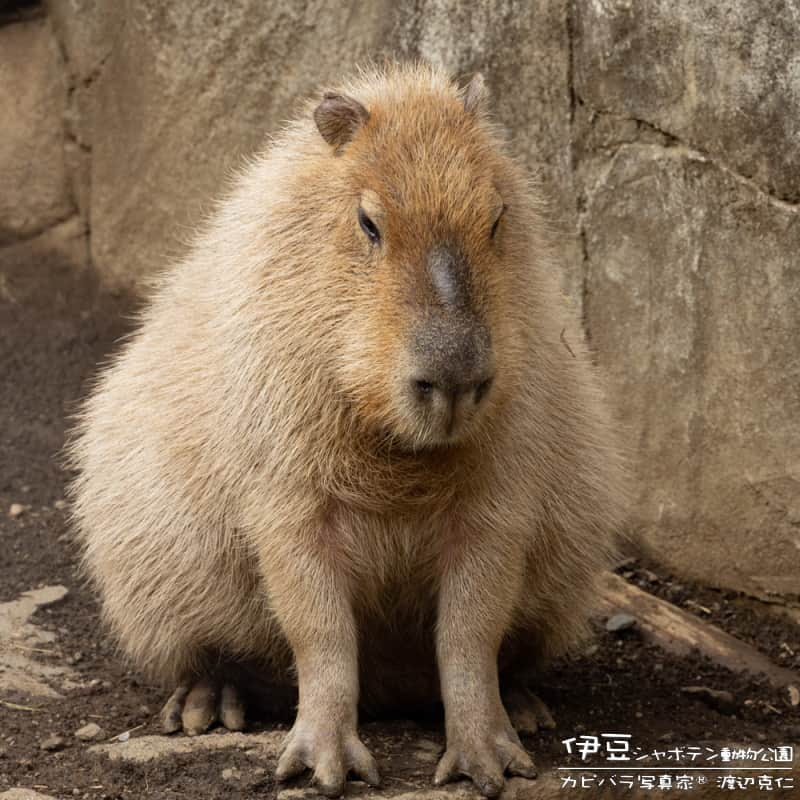 渡辺克仁さんのインスタグラム写真 - (渡辺克仁Instagram)「おはようございます。  #カピバラ #水豚 #capybara #おはよう」6月19日 7時00分 - katsuhito.watanabe