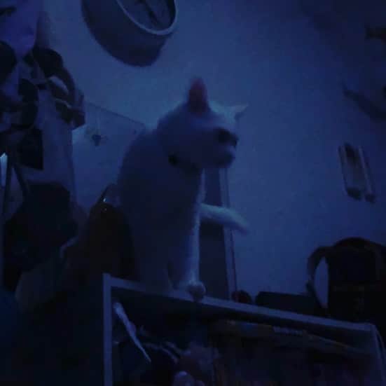 水谷さるころのインスタグラム：「明け方、私を起こしてくる猫です。　#おファルにゃん」