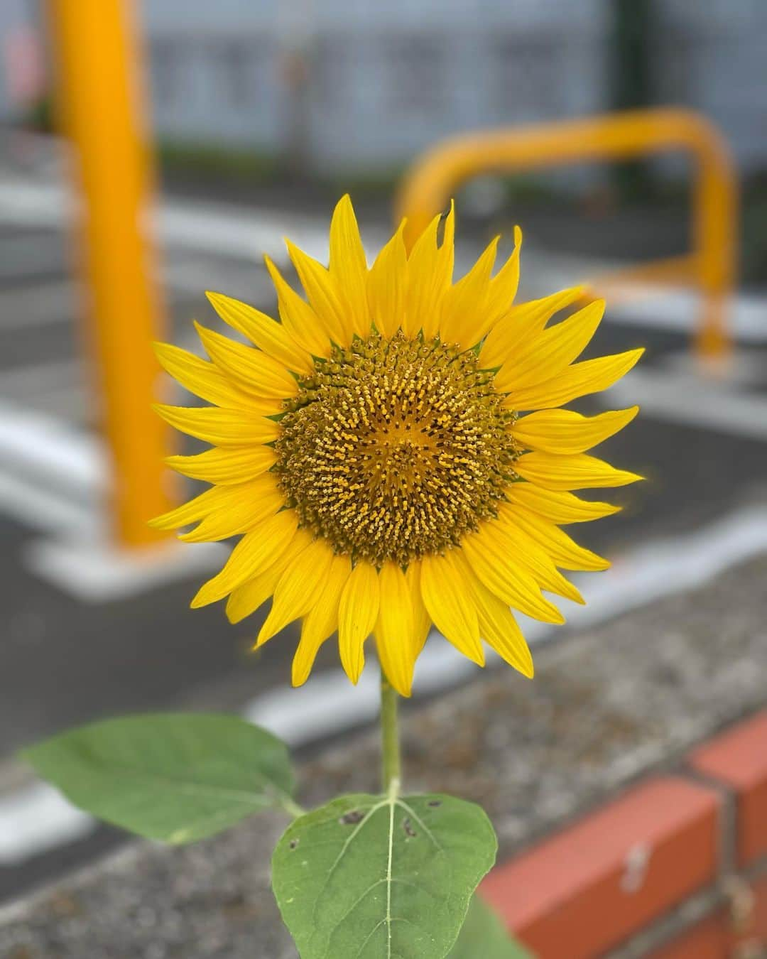 金石昭人さんのインスタグラム写真 - (金石昭人Instagram)「カネやん散歩🚶  広島に向かって…合掌🙏  北別府学さん お世話になりました。 ありがとうございました。  又一人、偉大な野球人が旅立った… 寂しいな…  どや  #カネやん散歩 #北別府学 さん #偉大なる先輩 #お世話になりました #どや」6月19日 7時59分 - kaneishiakihito