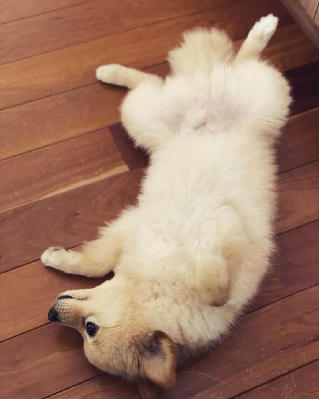 水野良樹のインスタグラム：「振り向いたら、これ。 #なでろ #気づいたら近くにいる #名犬てけ #いぬすたぐらむ」