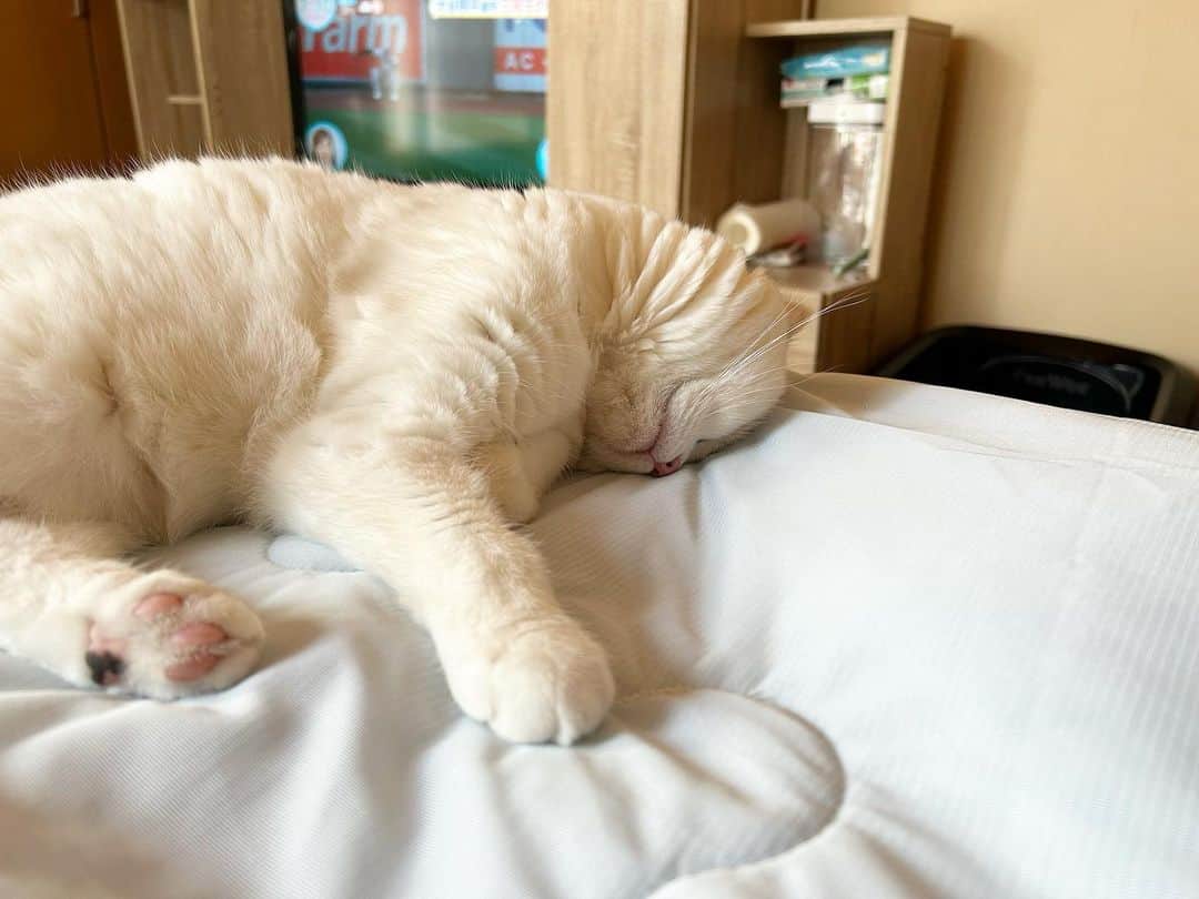 KAORUさんのインスタグラム写真 - (KAORUInstagram)「おはにゃん🤗 世の中、色々なことが起こってますが わが家は平和、ありがたい🥰  朝からホリホリ #幸来 ちゃん😘  #諭吉と幸来 #ゆきさく #猫のいる暮らし」6月19日 8時25分 - yukisaku_88