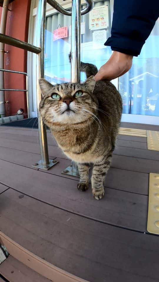 感動猫動画のインスタグラム