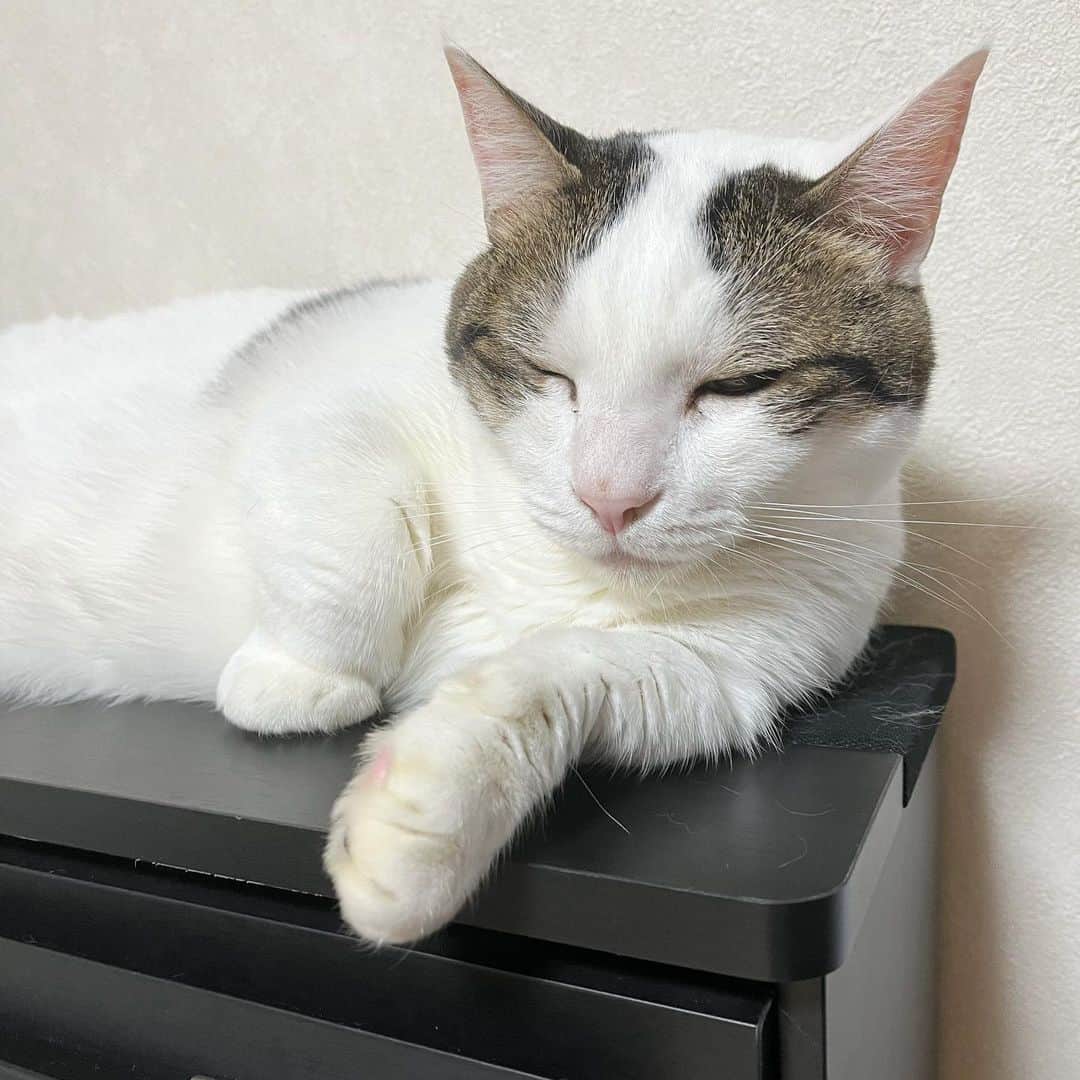 ひのき猫さんのインスタグラム写真 - (ひのき猫Instagram)「眠い… 眠いけど、フローフェンは崩さず(*ˊᗜˋ)w  ・ ・ ・  #ひのき猫  #豆大福  #デブ猫  #フローフェン  #可愛い猫  #猫のおてて  #猫好きさんとつながりたい  #にゃんすたぐらむ  #ねことの暮らし  #cat  #catstagram  #cutecats」6月19日 9時28分 - hinoki.cute.kitten