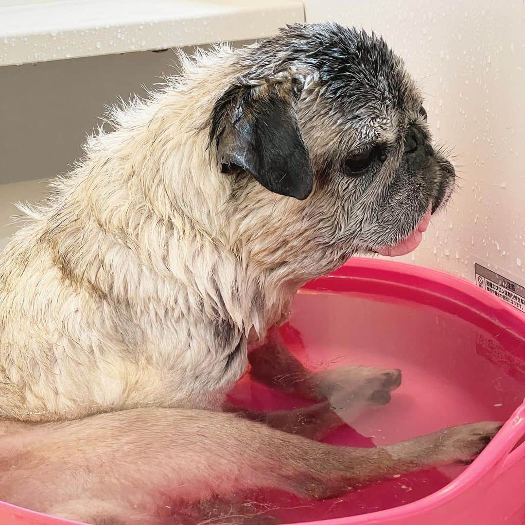 八兵衛さんのインスタグラム写真 - (八兵衛Instagram)「bath time♨️ Jun16,2023 * * 良きかな🤤♨️ * * #うとうと #後脚浮いてる  #ほぼ黒パグ #おじいちゃん犬 #16歳9か月  #pug #puggy #puglife #puglove #petstagram #pugstagram #pugsofinstagram #pugs #dog #八兵衛 #はちべえ」6月19日 9時40分 - huxxi