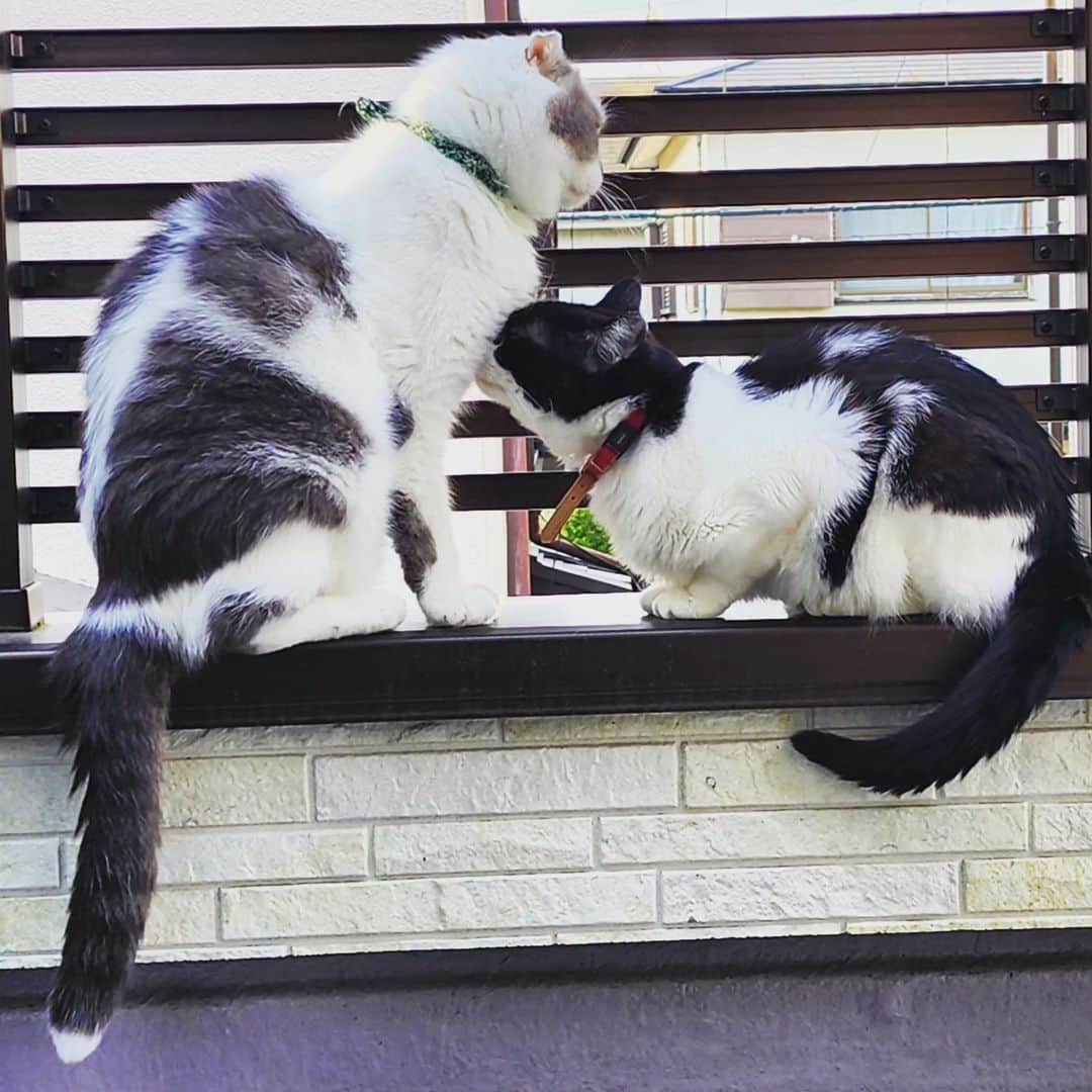 せいのゆみのインスタグラム：「朝　ベランダを開けると必ず外に出る やはり人も猫も朝の空気を吸いたいのだねぇ  #ぶんたろうとにゃーねこ #ねこ好き #ねこと暮らす #猫好き #猫のいる暮らし #猫好きさんと繋がりたい」