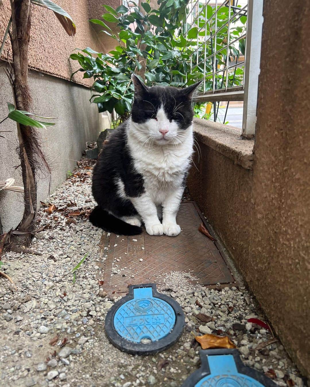 Kachimo Yoshimatsuのインスタグラム：「おはようイカスミ Good Morning Ikasumi 今朝、イカスミ来て待ってたんだけどご近所さんの体調が悪いらしく救急車を呼んで周りがワタワタしてたら、ご飯出す前にどこかに避難しちゃって、ご飯食べてない。 夜でもまた来ると良いなあ。  #うちの猫ら #猫 #ikasumi #ねこ #ニャンスタグラム #にゃんすたぐらむ #ねこのきもち #cat #ネコ #catstagram #ネコ部 http://kachimo.exblog.jp」
