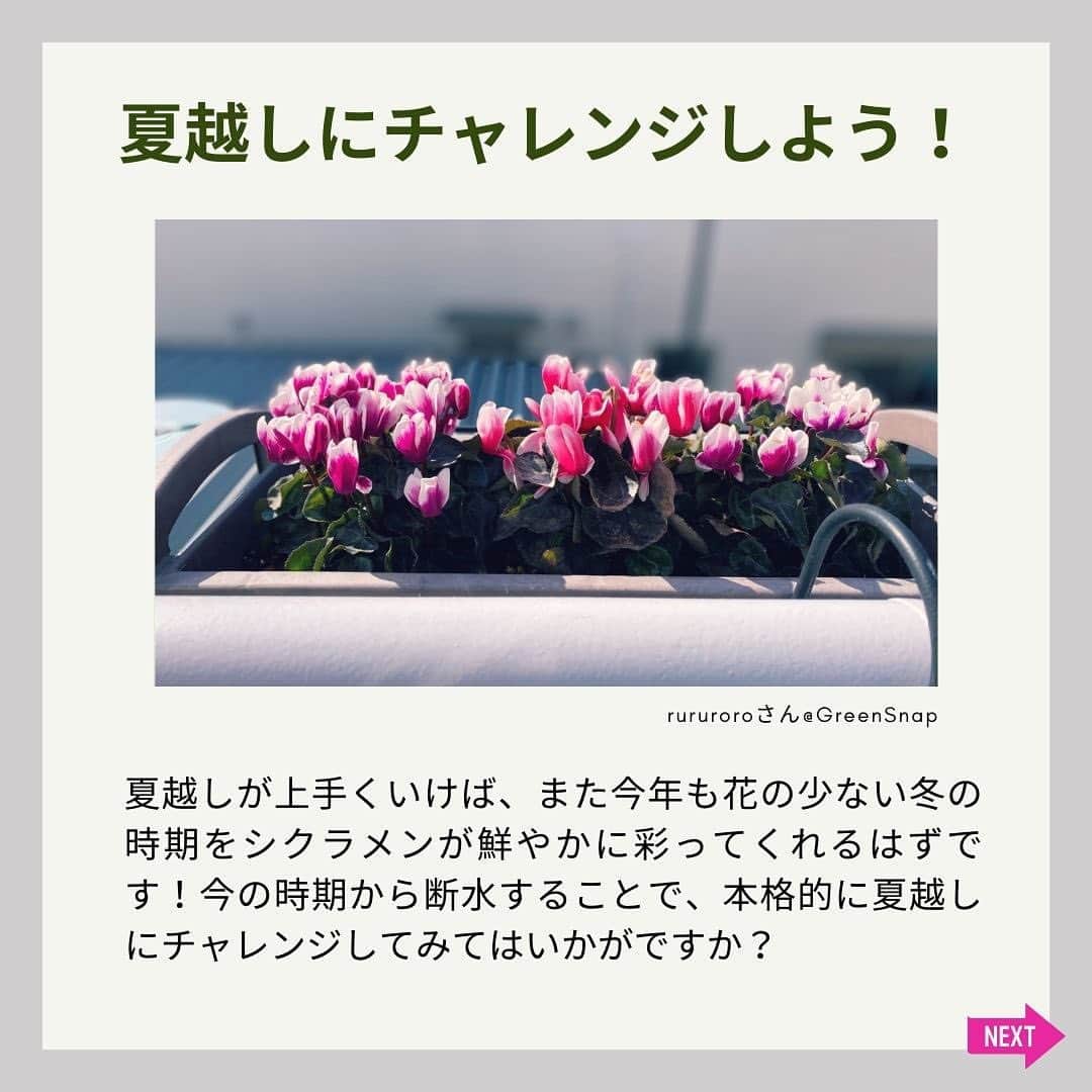 みどりで、つながる GreenSnapさんのインスタグラム写真 - (みどりで、つながる GreenSnapInstagram)「達人の視点👆シクラメンの夏越しテクニック、一年中の鮮やかさを手に入れる  冬の訪れとともに咲くシクラメン。その魅力は長期間に渡り繰り返し花を咲かせる能力にあります。しかし、それには一つのハードルが。日本の夏――シクラメンの原産地とは異なる環境をどう乗り越えるかです。この記事では、その具体的な手法を詳細に解説します。シクラメンをうまく管理し、一年中その美しさを楽しみましょう。」6月19日 10時13分 - greensnap.jp