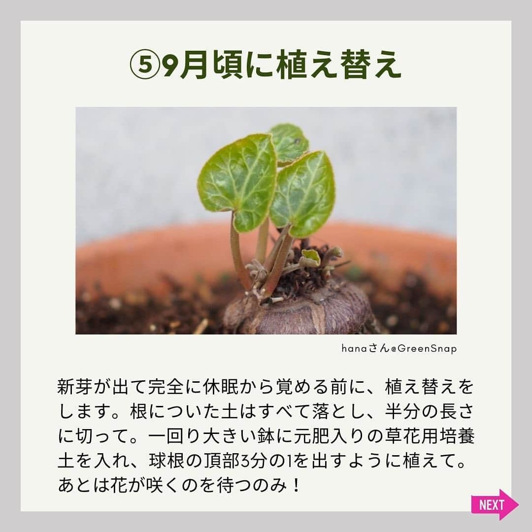 みどりで、つながる GreenSnapさんのインスタグラム写真 - (みどりで、つながる GreenSnapInstagram)「達人の視点👆シクラメンの夏越しテクニック、一年中の鮮やかさを手に入れる  冬の訪れとともに咲くシクラメン。その魅力は長期間に渡り繰り返し花を咲かせる能力にあります。しかし、それには一つのハードルが。日本の夏――シクラメンの原産地とは異なる環境をどう乗り越えるかです。この記事では、その具体的な手法を詳細に解説します。シクラメンをうまく管理し、一年中その美しさを楽しみましょう。」6月19日 10時13分 - greensnap.jp