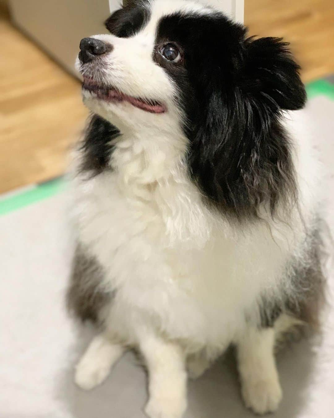 犬バカ部宣伝部長のインスタグラム