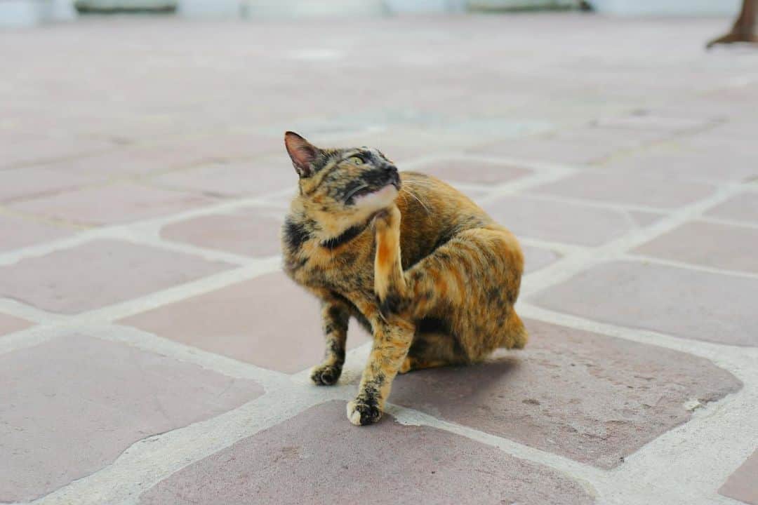 坂本美雨さんのインスタグラム写真 - (坂本美雨Instagram)「『世界のネコ吸い』 in Bangkok 〜ワットポー寺院の猫たち〜 . . そんな番組をぜひとも…ぜひ… タイトルは『ネコ吸い妖怪が行く』でも可 . . #ネコ吸い #ネコ吸い妖怪 #Leica #LeicaQ (except 📷8〜10）」6月19日 19時44分 - miu_sakamoto