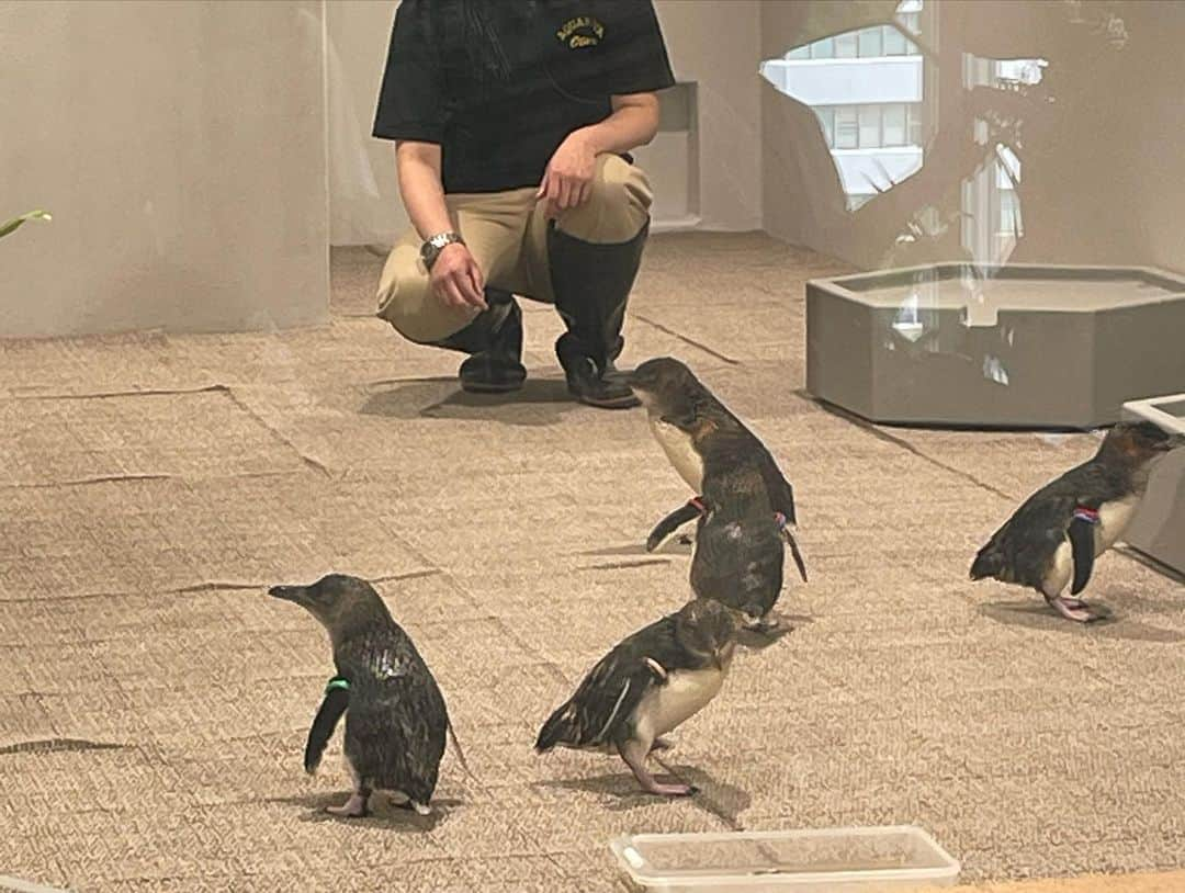 八木隆太郎さんのインスタグラム写真 - (八木隆太郎Instagram)「7月開業🐟都市型水族館 AOAO SAPPORO✨  ひと足早く取材してきました。 水族館なのに、植物あり、 おいしいグルメあり、 もちろん多種多様な生き物あり♩  ちなみに世界最小の フェアリーペンギンが 想像以上に小さくかわいかった😆  #水族館 #ペンギン #aoaosapporo  #都市型水族館 #みんテレ」6月19日 19時56分 - ryutaroyagi0414