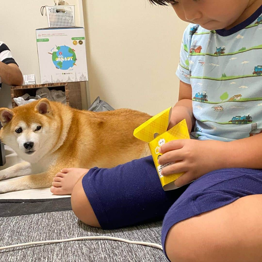 いなりのインスタグラム：「✰ ✰ ✰  何でらいくんにはからあげくん買ってくるのに、いなちゃんのからあげくんはないんだろうか？？  姉弟に差をつけていけないって常識じゃない？  『落とせ…全部落とせ…』って呪いをかけている。 らいくんからあげくん大好物だから絶対にくれないもん… (過去写真)  ✰ ✰ ✰  #口に入れた時のいなちゃんの顔！！ #落とせって願ってる #落とせってしか願ってない #落としたらスっと拾いに行く準備は出来てる #イメトレは何度もした #目にも留まらぬ速さで拾いに行く  #アトピっ子わんこ #柴犬いなり #柴 #しば #しばいぬ #日本犬 #いぬバカ部 #柴犬ライフ #サンデイ #犬 #pecoいぬ部 #shiba #shibainu  #shibadog  #shibarbucks #shibastagram #japanesedog #shibainulifes #多頭飼い」