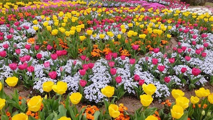 茉莉さんのインスタグラム写真 - (茉莉Instagram)「💛🌷🌼💕 (スワイプしてね🐾) . . 宮城県🚙💨おすすめスポット！ 『みちのく杜の湖畔公園』🌈 . .  東北唯一の国営公園🌿 なんと、東京ドーム16個分もの広さなんです…！ ちょうど約10万本のチューリップが咲いていて見頃でした🧡 . . (3枚目) 鮮やかなお花畑を眺めながらピクニック🌷🐶 ワンちゃんとお散歩するのには最高に気持ちの良い場所でした♬ . . . #バンライフ#宮城県観光 #車中泊旅#犬連れ旅#女ひとり旅#女ひとり#女子旅#チューリップ畑 #みちのく湖畔公園 #宮城観光#デリカ女子#わんこと旅行 #ワンちゃんとお出かけ #宮城旅#お花畑#ピクニックランチ」6月19日 19時58分 - mari._xx