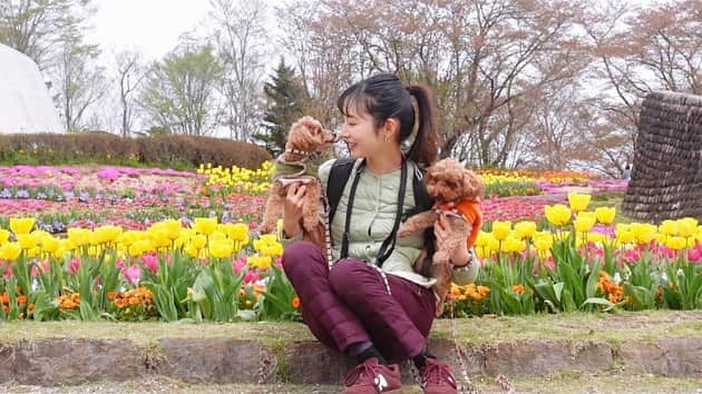 茉莉のインスタグラム：「💛🌷🌼💕 (スワイプしてね🐾) . . 宮城県🚙💨おすすめスポット！ 『みちのく杜の湖畔公園』🌈 . .  東北唯一の国営公園🌿 なんと、東京ドーム16個分もの広さなんです…！ ちょうど約10万本のチューリップが咲いていて見頃でした🧡 . . (3枚目) 鮮やかなお花畑を眺めながらピクニック🌷🐶 ワンちゃんとお散歩するのには最高に気持ちの良い場所でした♬ . . . #バンライフ#宮城県観光 #車中泊旅#犬連れ旅#女ひとり旅#女ひとり#女子旅#チューリップ畑 #みちのく湖畔公園 #宮城観光#デリカ女子#わんこと旅行 #ワンちゃんとお出かけ #宮城旅#お花畑#ピクニックランチ」