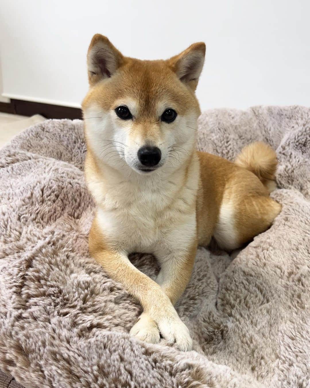 豆柴 サニーちゃんのインスタグラム：「. HELLO〜こんばんわん🐶🐾 . 換毛期が終わって もふもふしてきたラムちゃん🥰 お手手もかわいいのねぇ . 朝から沼っていたよ😆 やっぱり沼るよね〜 . . #沼る唐草ベッド #柴犬#豆柴 #赤柴#豆柴子犬#豆柴多頭飼い #まめしば#しばいぬ#anicas#shiba_snap #shibainu#shiba#mameshiba#shibastagram #豆柴サニーちゃん#豆柴ラムちゃん#さにらむ #さにらむ2023#さにらむどん」