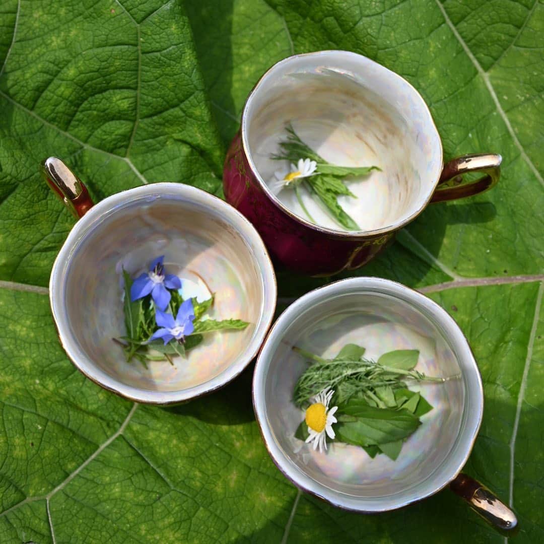 のインスタグラム：「土の上に座って、摘みたてハーブティーと他愛もない話。いい時間🌿」