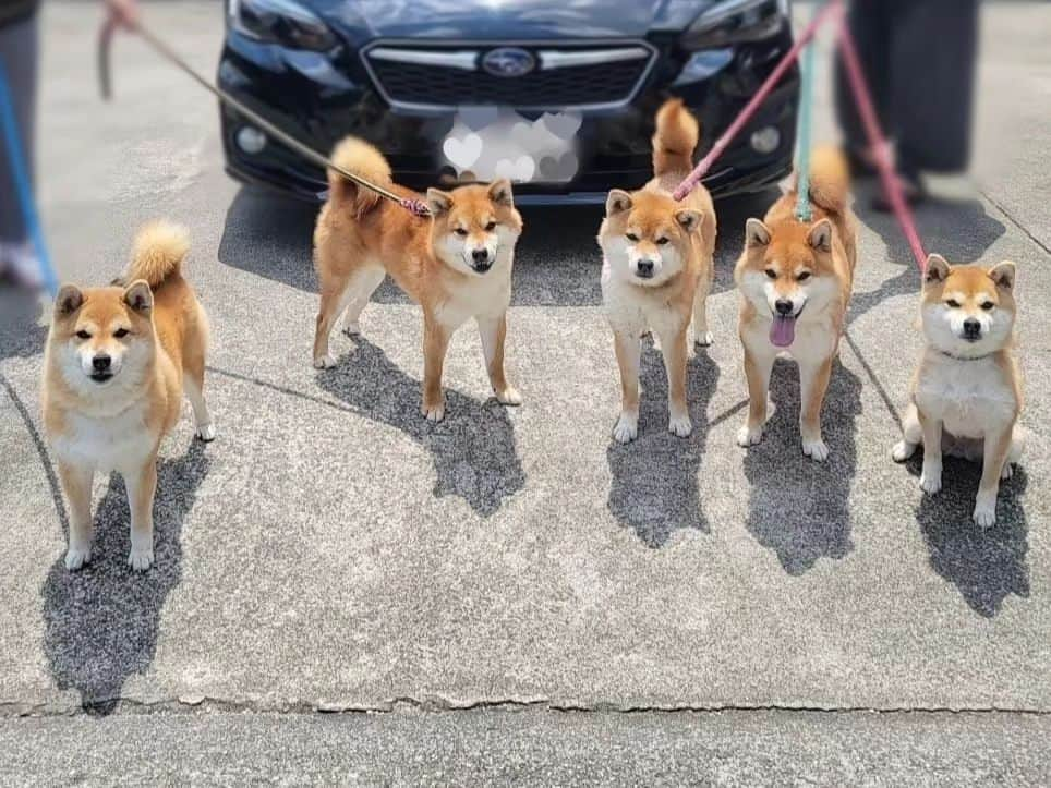 柴犬たま Shibainu Tamaさんのインスタグラム写真 - (柴犬たま Shibainu TamaInstagram)「みんなで記念撮影📸✨ ⠀ Caption trans🇬🇧⠀ The whole family took a commemorative photograph📸✨ ⠀ #柴犬たま #たママ #たまーば #たま家族 #柴犬ミケ #ミケママ #柴犬コイ #柴犬トロ #柴犬ウニ #おしゅし兄弟 #親子3世代 #5柴 #全員集合 #記念撮影 #笑顔 #ふわもこ #柴犬 #shiba #shibainu #shibastagram #犬 #dog #多頭飼い」6月19日 20時19分 - tama7653