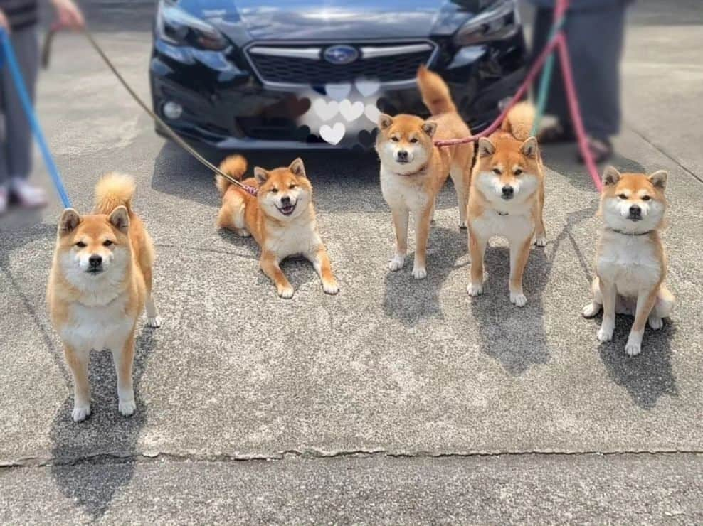 柴犬たま Shibainu Tamaのインスタグラム：「みんなで記念撮影📸✨ ⠀ Caption trans🇬🇧⠀ The whole family took a commemorative photograph📸✨ ⠀ #柴犬たま #たママ #たまーば #たま家族 #柴犬ミケ #ミケママ #柴犬コイ #柴犬トロ #柴犬ウニ #おしゅし兄弟 #親子3世代 #5柴 #全員集合 #記念撮影 #笑顔 #ふわもこ #柴犬 #shiba #shibainu #shibastagram #犬 #dog #多頭飼い」