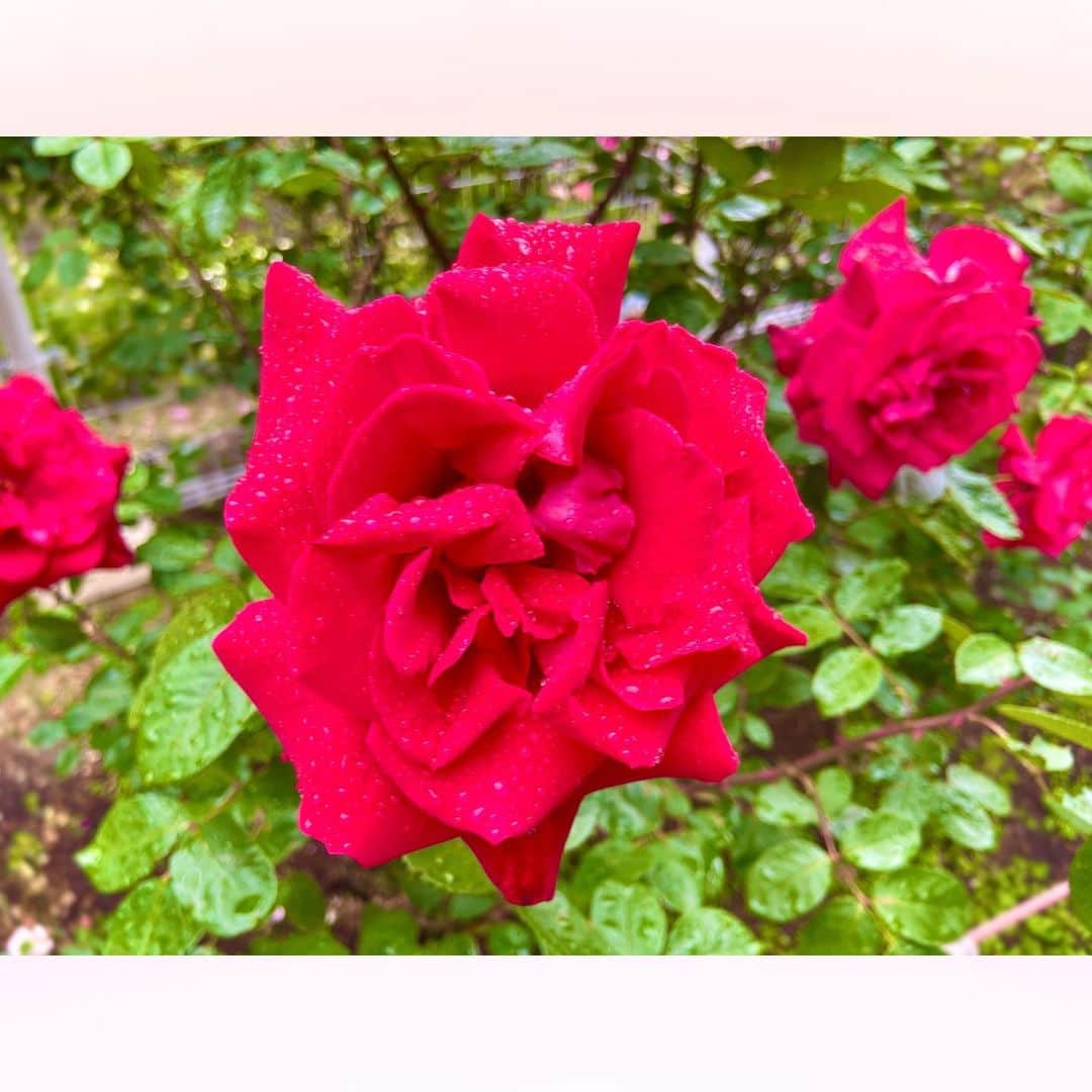 長柄ひろみさんのインスタグラム写真 - (長柄ひろみInstagram)「#rosegarden 🌹  雨上がりに薔薇園へ🥰🌹  赤い薔薇が本当に真っ赤で綺麗でした〜❤️  「宴」と「乾杯」って品種だと思うんですが🤔 1番最後の写真のピンクのモコモコした薔薇も可愛かった〜🥰💗 なんの薔薇かわかる方いたら教えてください😊✨  晴れの日の薔薇も良いけど、雨上がりで雫がついている薔薇も、また綺麗で良いものですね🌹☔️💎   ｡・ﾟ・。✾｡・ﾟ・。✾｡・ﾟ・。✾｡・ﾟ・｡✾。・ﾟ・。  #薔薇 #バラ園」6月19日 20時26分 - aoi_asahi