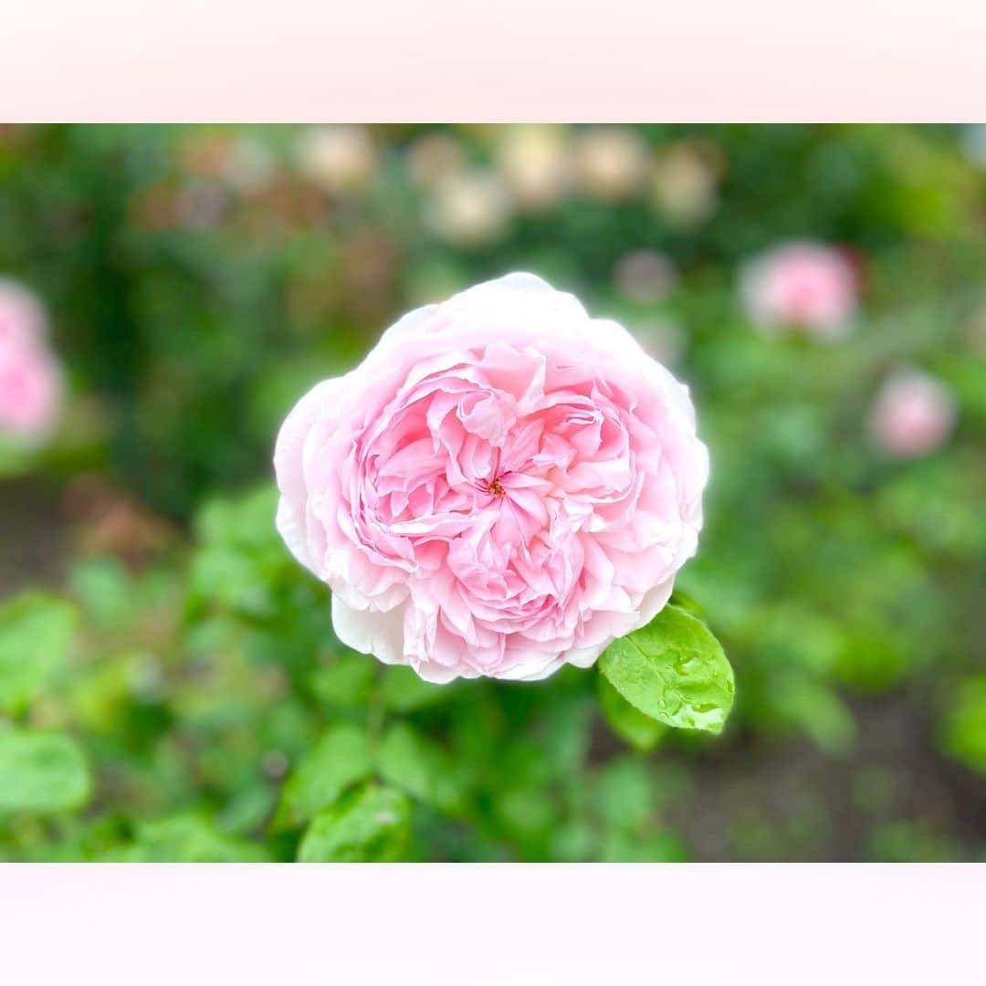 長柄ひろみさんのインスタグラム写真 - (長柄ひろみInstagram)「#rosegarden 🌹  雨上がりに薔薇園へ🥰🌹  赤い薔薇が本当に真っ赤で綺麗でした〜❤️  「宴」と「乾杯」って品種だと思うんですが🤔 1番最後の写真のピンクのモコモコした薔薇も可愛かった〜🥰💗 なんの薔薇かわかる方いたら教えてください😊✨  晴れの日の薔薇も良いけど、雨上がりで雫がついている薔薇も、また綺麗で良いものですね🌹☔️💎   ｡・ﾟ・。✾｡・ﾟ・。✾｡・ﾟ・。✾｡・ﾟ・｡✾。・ﾟ・。  #薔薇 #バラ園」6月19日 20時26分 - aoi_asahi