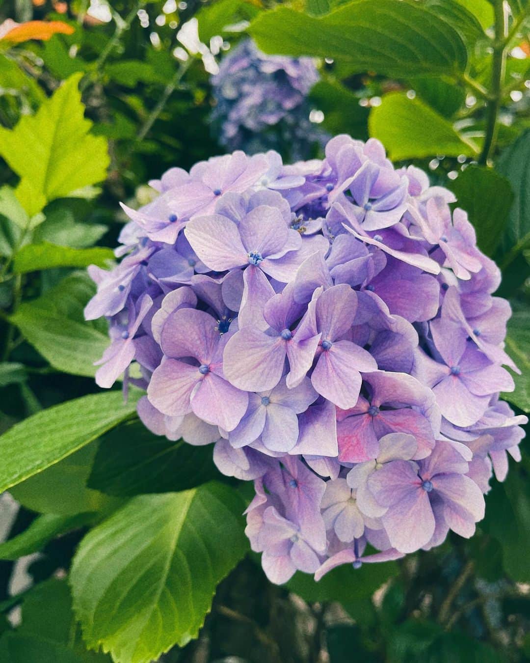 指出瑞貴さんのインスタグラム写真 - (指出瑞貴Instagram)「🧜🏼‍♀️🐉🩵💎💍 may fav.  お気に入りたち。 1日ハッピーに過ごせすぎて、 ありがとうございました☀️ お花たちは癒しです緑も癒し 写真撮りたくて母のブレスレット借りました笑 きらきら」6月19日 20時40分 - sashidemizuki