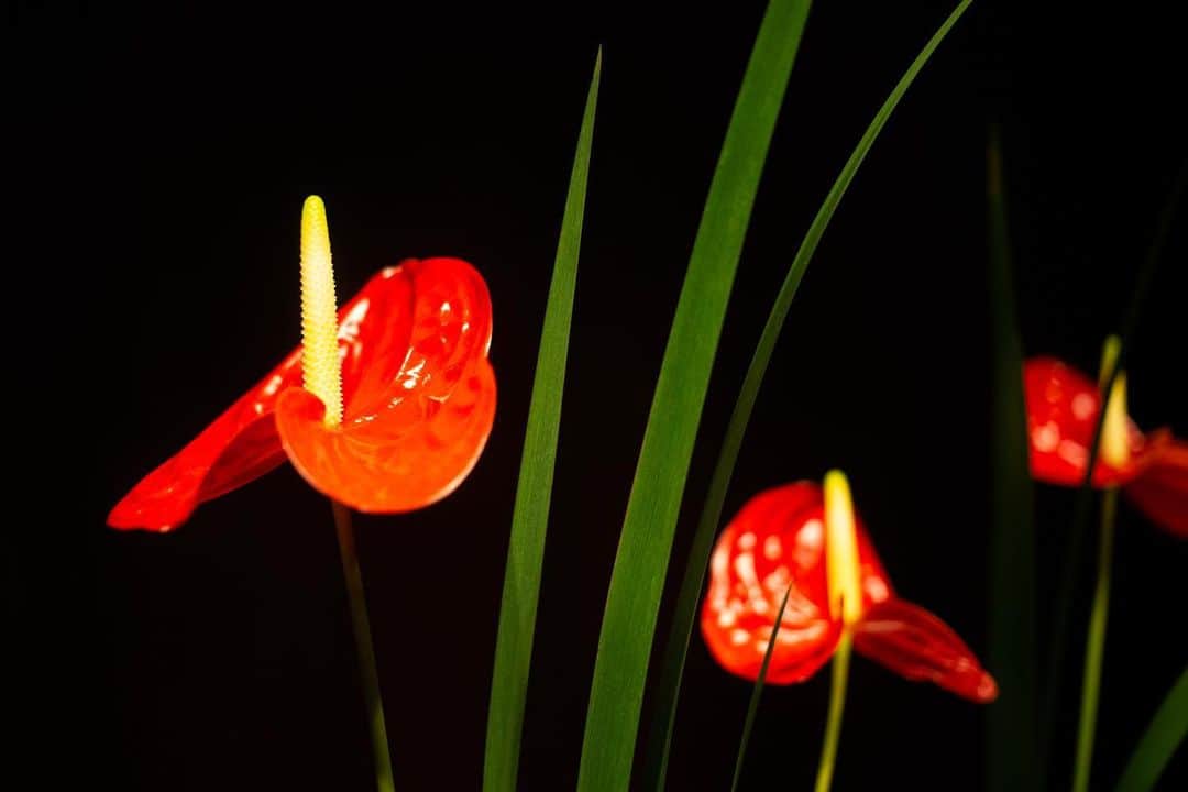 八芳園さんのインスタグラム写真 - (八芳園Instagram)「八芳園の館内を彩る装飾と花。 ロビーでは季節ごとの花を生けてお出迎えいたします。  今回のテーマは「光と草木の色」。  草木の色は独自な光彩を持っているため、 その生色をいかすようにいけました。  鮮やかな赤色の「アンスリウム」と真っ直ぐと伸びる「オクラレウカ」の色彩の対比をお愉しみください。  🍃✨🍃✨🍃  #八芳園 #結婚式場 #日本庭園 #結婚式 #いけばな #花のある暮らし #生け花 #アンスリウム #オクラレウカ #red #はなまっぷ #花好きな人と繋がりたい #flower_daily #ロビー #ロビーラウンジ #インテリア #装飾 #japan_of_insta #jp_mood #生け花 #生け花のある暮らし #花のある暮らし #花が好き #椅子 #jp_views #special_spot #flower_special_dear #flowerstagram #bestphoto_japan #instravel #team_jp_ #japantravel」6月19日 20時38分 - happoen