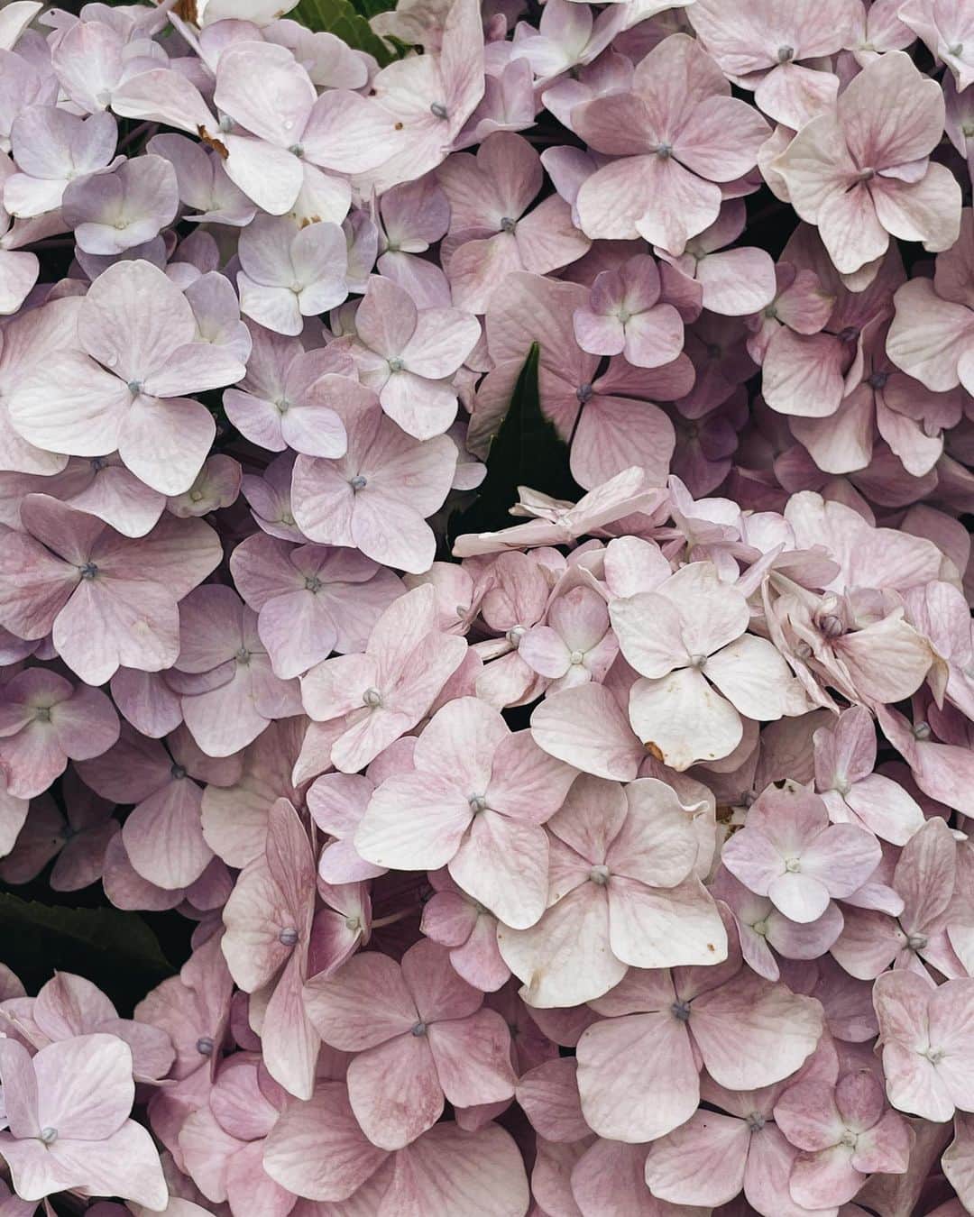 Yukicoさんのインスタグラム写真 - (YukicoInstagram)「𓆱𓆸𓆹𓆺  ————————————————————— 見てくださる方にプラスになる投稿をしていきます 是非いいね♡フォロー♡ よろしくお願いいたします𓅟 私の写真の編集については フォトレッスンでレクチャーをしています —————————————————————  #flowers#flowerpower#flowerphotography#flowerporn#flowerslovers#flowerstagram#bouquet#bouquets#btsarmy#jiminpen#btsjimin #ジミンペン」6月19日 20時46分 - yukicolifecom