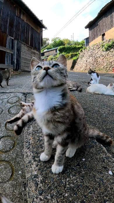 感動猫動画のインスタグラム：「子猫カワイイ #猫島 #野良猫 #Cat #猫 #子猫 #kitten #catisland」