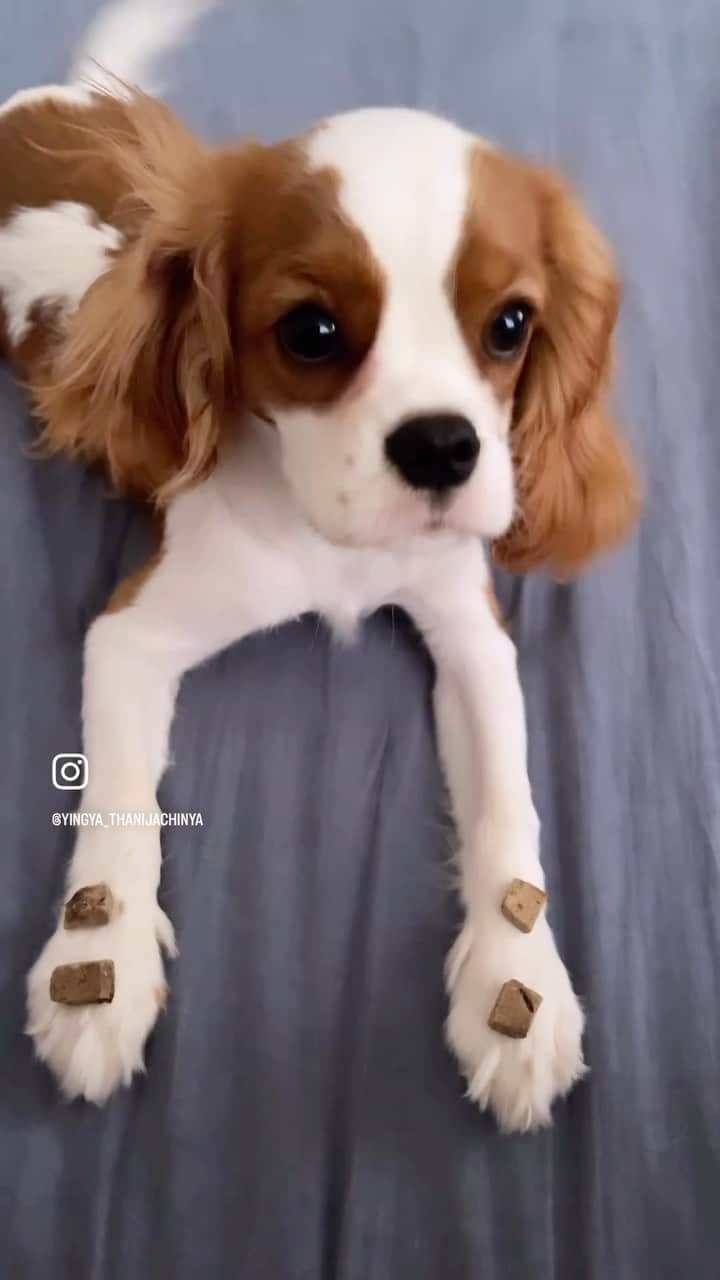 インヤのインスタグラム：「ไม่ให้หลงรักได้ยังไง 🐶✨  #cavalier #cavalierkingcharlesspaniel #cavaliercommunity #doglover」