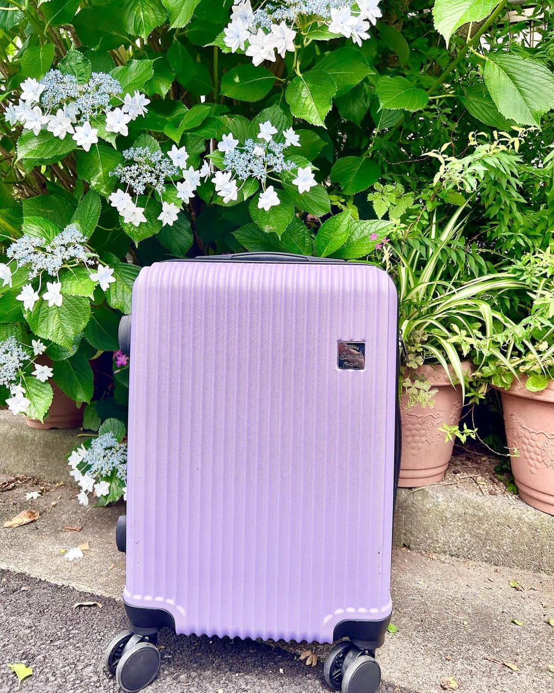 れみぱんさんのインスタグラム写真 - (れみぱんInstagram)「女子旅にぴったりのラベンダーカラーのスーツケース🫐 カラーも豊富でかわいいし、軽いのにしっかりしてる☺️ 機内持ち込み可能サイズだから飛行機を利用する旅行にもぴったりで重宝します✨ 私はコスプレイベントなどに行く時にもちょうどいい✨ : TSAダイヤル式ロックなので海外にも安心して持って行けるよ✈️ : 楽天のサイトで他のカラーもチェック出来るから気になる方は見てみてね🎀 : PR @arudake_shop  #スーツケース #キャリーケース #旅行 #機内持ち込み可能 #旅行コーデ #あるだけショップ #あるだけショップ楽天市場店」6月19日 12時15分 - lemipanna