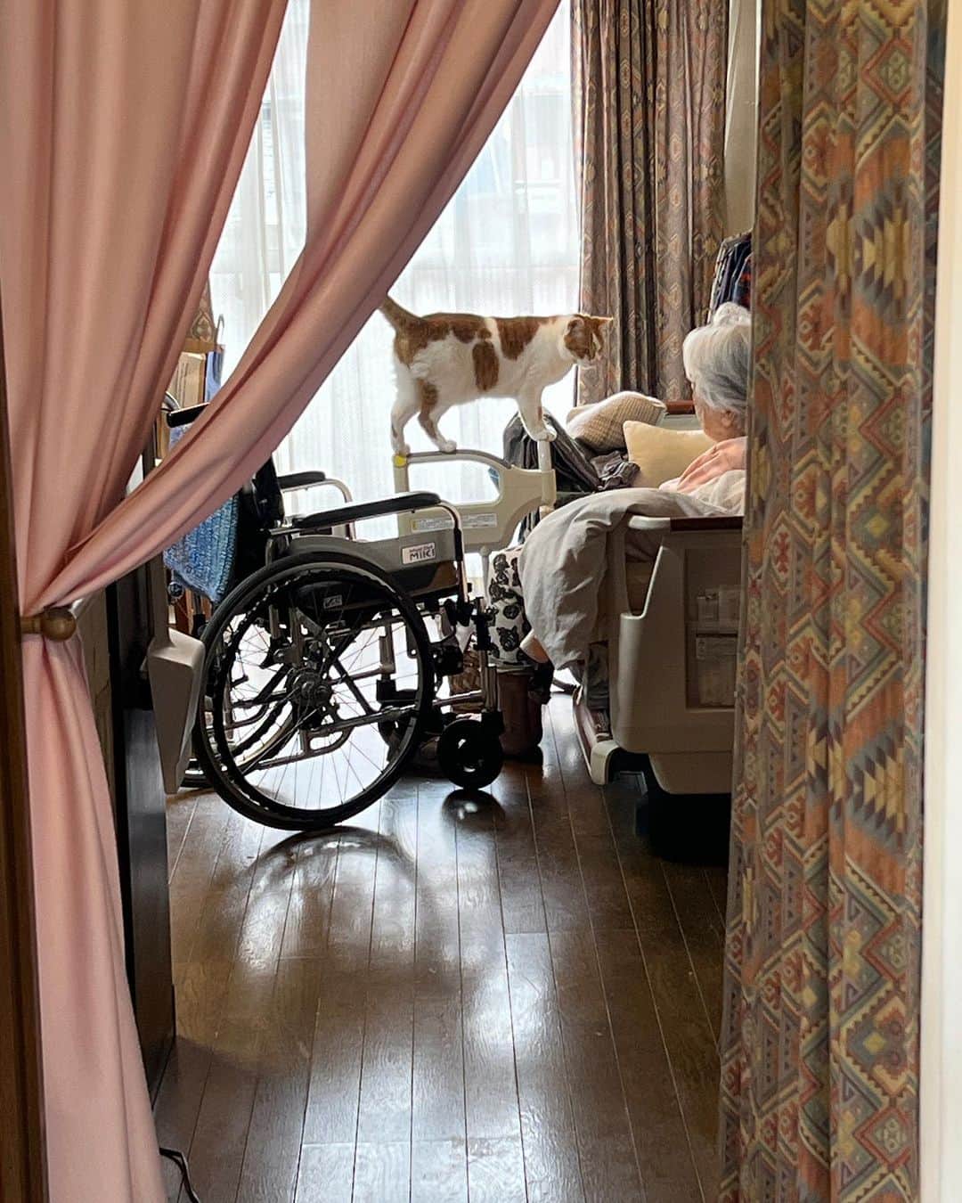 Kachimo Yoshimatsuのインスタグラム：「おやおや？ おいちゃん、自らバーバの元へ。 いいねえ、いいねえ。 バーバ見守り隊隊長！ 素晴らしいです。  #うちの猫ら #猫 #oinari #バーバ #バーバと猫 #ねこ #ニャンスタグラム #にゃんすたぐらむ #ねこのきもち #cat #ネコ #catstagram #ネコ部 http://kachimo.exblog.jp」