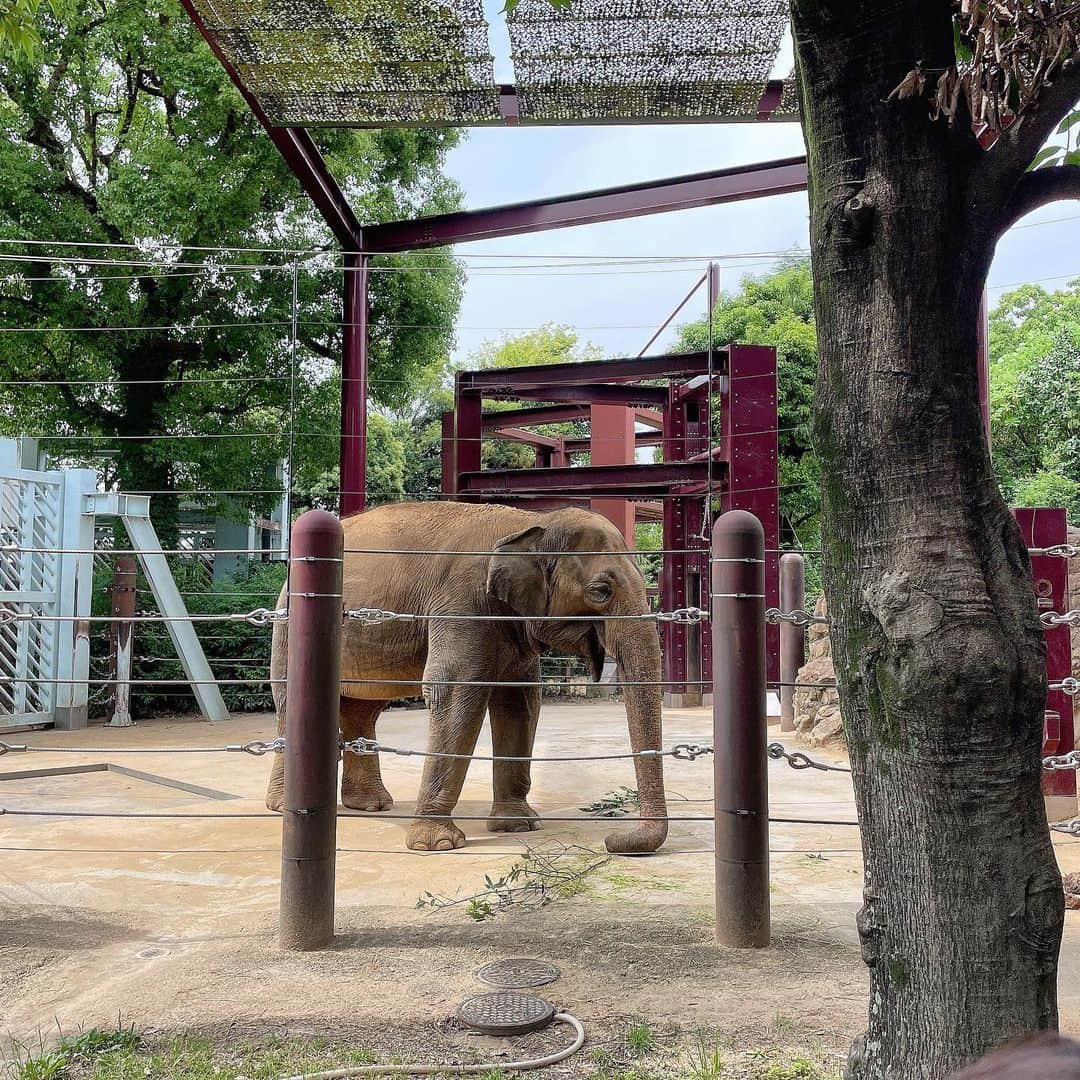 亜羽音さんのインスタグラム写真 - (亜羽音Instagram)「昨日上野動物園行ってきました❗️ゾウとか100年ぶりに見た❗️  そういえばむかーし上野動物園で研修させてもらったことがあってゾウに給餌したことがあります🦣😉 側によるとデカい👀💦 パンダは🐼1時間待ちだったので諦めましたw  #アジアゾウ#上野動物園#日記#ゾウ」6月19日 12時49分 - ahanechan