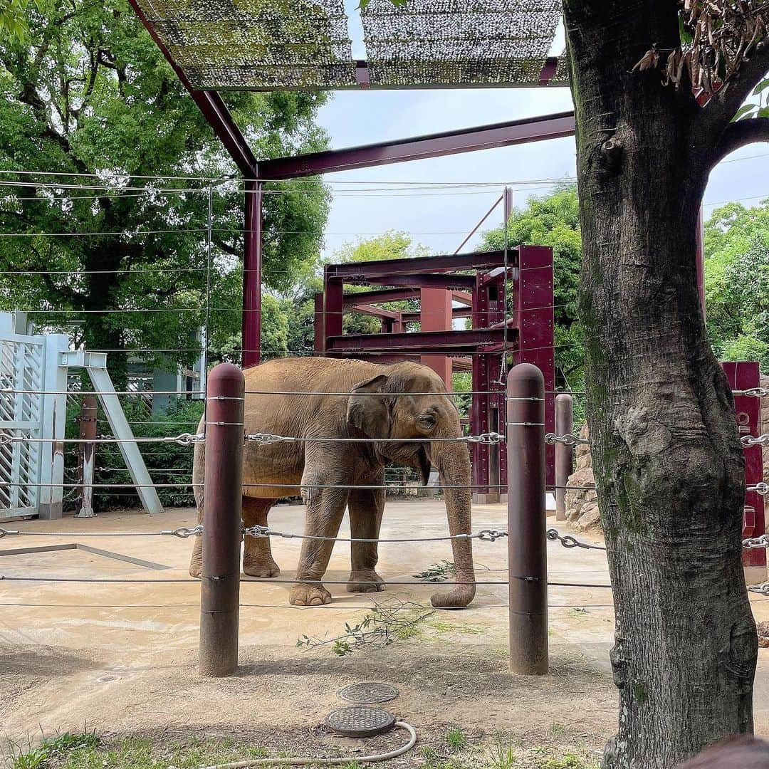 亜羽音のインスタグラム：「昨日上野動物園行ってきました❗️ゾウとか100年ぶりに見た❗️  そういえばむかーし上野動物園で研修させてもらったことがあってゾウに給餌したことがあります🦣😉 側によるとデカい👀💦 パンダは🐼1時間待ちだったので諦めましたw  #アジアゾウ#上野動物園#日記#ゾウ」