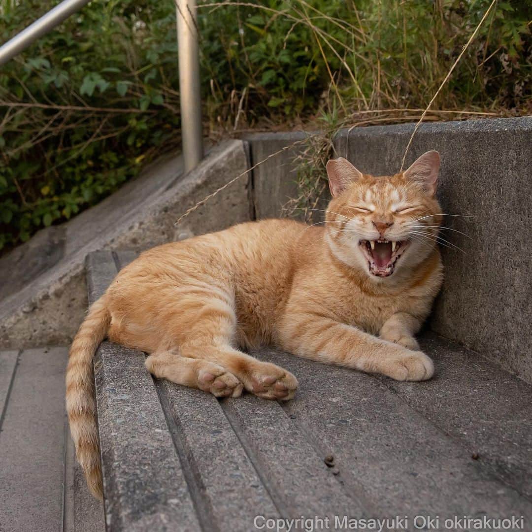 Masayukiのインスタグラム：「うれしくなるね。  #cat #ねこ #猫 #東京カメラ部 #nekoclub  #mmgtw #my_eos_photo  #yourshotphotographer」