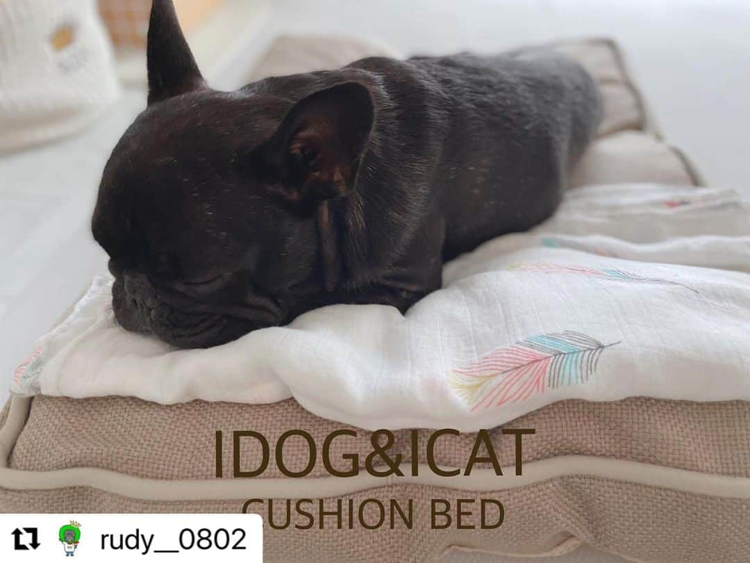 iDog&iCatさんのインスタグラム写真 - (iDog&iCatInstagram)「@rudy__0802様 ・・・ . . めちゃくちゃお気に入りに♡ . 見た感じ重いのかなーて思ってたらすごい軽い☝︎ . 我が家は大きいクッションやベッドは必要ないのでドンピシャなサイズ♡ . カバーだけ洗濯も出来るのがありがたい♡ . . ルディが使ってない時夫が使ってたわ、、( ｰ́‎ࡇｰ̀)ゞヤメレ。 . .  ☆━━━━━━━━━━━☆  IDOG&ICAT クッションベッド アイドッグ／ベージュ  ☆━━━━━━━━━━━☆  #idog #idog公式アンバサダー  #フレンチブルドッグ #ふれんちぶるどっぐ #フレンチブルドッグのいる生活 #ブリンドル #フレンチブルドッグブリンドル #frenchbulldog #frenchbull #frebull #dog #犬のいる暮らし #はなぺちゃ #フレブル#ブヒスタグラム #成犬#犬 #1歳#癒し #犬バカ部 #犬好きさんと繋がりたい #犬好きと繋がりたい #犬ばか部 #犬好きな人と繋がりたい#프렌치불독 #ブヒブヒ倶楽部公式#法国斗牛犬#frenchies1  @buhibuhi_official」6月19日 14時02分 - idogicat