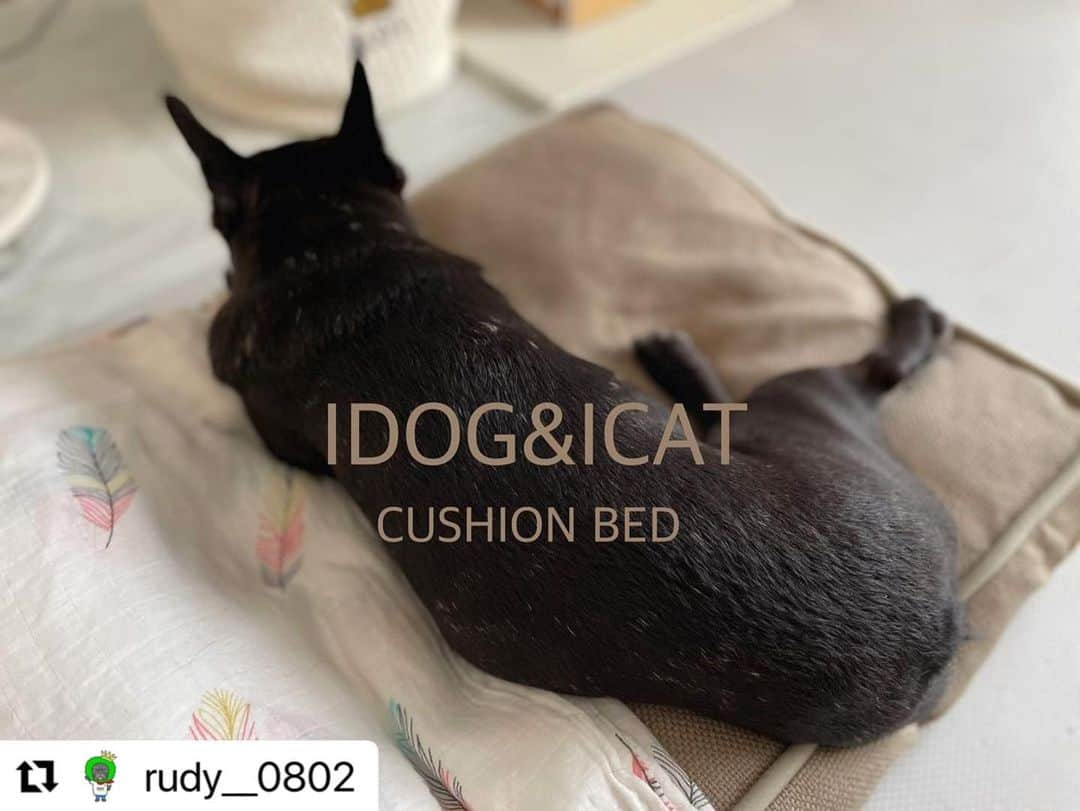 iDog&iCatさんのインスタグラム写真 - (iDog&iCatInstagram)「@rudy__0802様 ・・・ . . めちゃくちゃお気に入りに♡ . 見た感じ重いのかなーて思ってたらすごい軽い☝︎ . 我が家は大きいクッションやベッドは必要ないのでドンピシャなサイズ♡ . カバーだけ洗濯も出来るのがありがたい♡ . . ルディが使ってない時夫が使ってたわ、、( ｰ́‎ࡇｰ̀)ゞヤメレ。 . .  ☆━━━━━━━━━━━☆  IDOG&ICAT クッションベッド アイドッグ／ベージュ  ☆━━━━━━━━━━━☆  #idog #idog公式アンバサダー  #フレンチブルドッグ #ふれんちぶるどっぐ #フレンチブルドッグのいる生活 #ブリンドル #フレンチブルドッグブリンドル #frenchbulldog #frenchbull #frebull #dog #犬のいる暮らし #はなぺちゃ #フレブル#ブヒスタグラム #成犬#犬 #1歳#癒し #犬バカ部 #犬好きさんと繋がりたい #犬好きと繋がりたい #犬ばか部 #犬好きな人と繋がりたい#프렌치불독 #ブヒブヒ倶楽部公式#法国斗牛犬#frenchies1  @buhibuhi_official」6月19日 14時02分 - idogicat