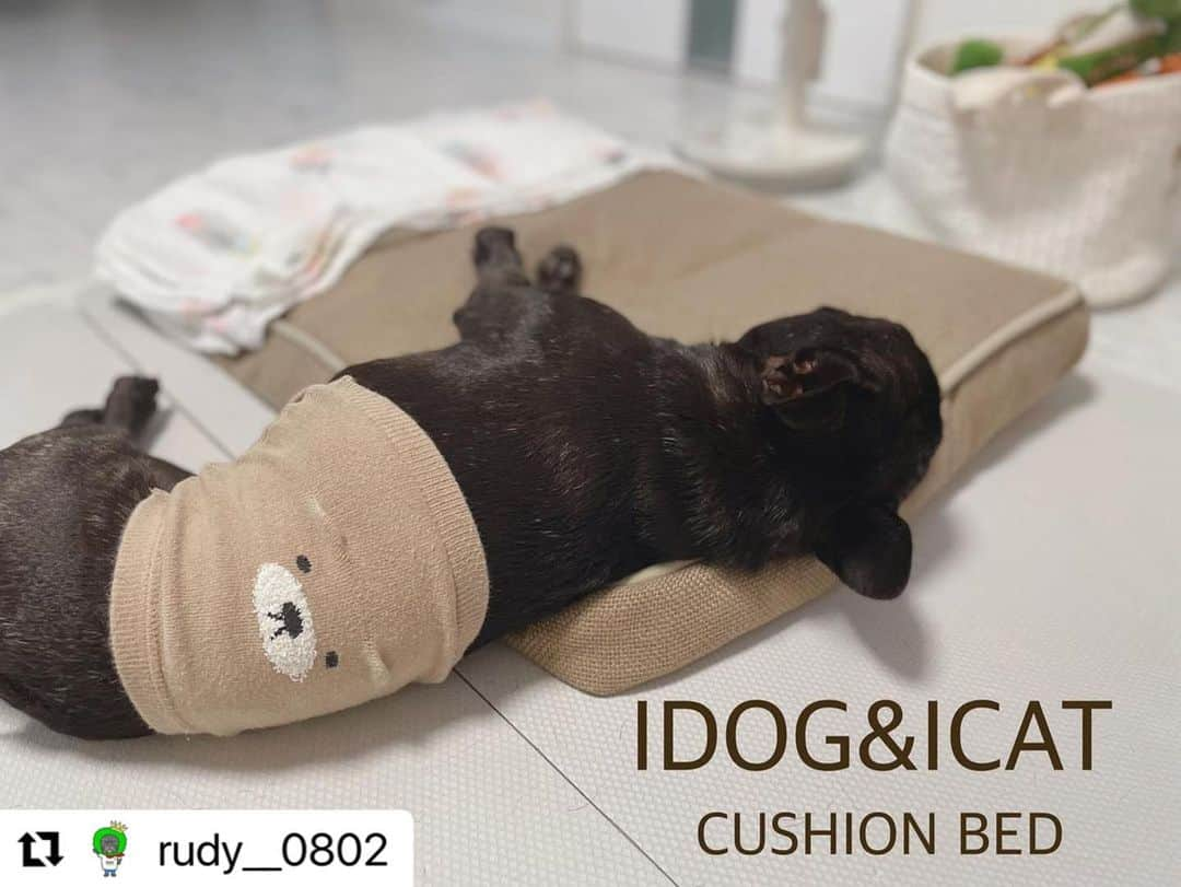 iDog&iCatさんのインスタグラム写真 - (iDog&iCatInstagram)「@rudy__0802様 ・・・ . . めちゃくちゃお気に入りに♡ . 見た感じ重いのかなーて思ってたらすごい軽い☝︎ . 我が家は大きいクッションやベッドは必要ないのでドンピシャなサイズ♡ . カバーだけ洗濯も出来るのがありがたい♡ . . ルディが使ってない時夫が使ってたわ、、( ｰ́‎ࡇｰ̀)ゞヤメレ。 . .  ☆━━━━━━━━━━━☆  IDOG&ICAT クッションベッド アイドッグ／ベージュ  ☆━━━━━━━━━━━☆  #idog #idog公式アンバサダー  #フレンチブルドッグ #ふれんちぶるどっぐ #フレンチブルドッグのいる生活 #ブリンドル #フレンチブルドッグブリンドル #frenchbulldog #frenchbull #frebull #dog #犬のいる暮らし #はなぺちゃ #フレブル#ブヒスタグラム #成犬#犬 #1歳#癒し #犬バカ部 #犬好きさんと繋がりたい #犬好きと繋がりたい #犬ばか部 #犬好きな人と繋がりたい#프렌치불독 #ブヒブヒ倶楽部公式#法国斗牛犬#frenchies1  @buhibuhi_official」6月19日 14時02分 - idogicat