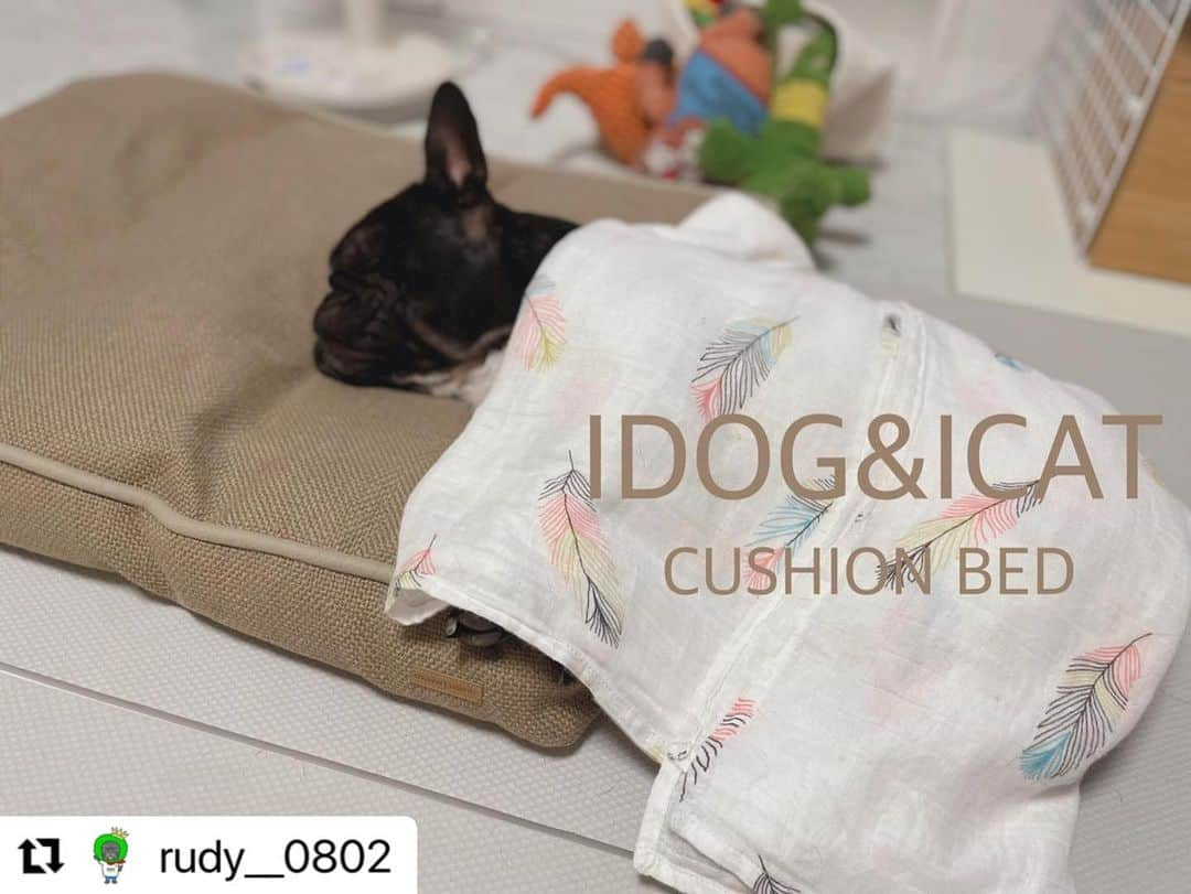 iDog&iCatさんのインスタグラム写真 - (iDog&iCatInstagram)「@rudy__0802様 ・・・ . . めちゃくちゃお気に入りに♡ . 見た感じ重いのかなーて思ってたらすごい軽い☝︎ . 我が家は大きいクッションやベッドは必要ないのでドンピシャなサイズ♡ . カバーだけ洗濯も出来るのがありがたい♡ . . ルディが使ってない時夫が使ってたわ、、( ｰ́‎ࡇｰ̀)ゞヤメレ。 . .  ☆━━━━━━━━━━━☆  IDOG&ICAT クッションベッド アイドッグ／ベージュ  ☆━━━━━━━━━━━☆  #idog #idog公式アンバサダー  #フレンチブルドッグ #ふれんちぶるどっぐ #フレンチブルドッグのいる生活 #ブリンドル #フレンチブルドッグブリンドル #frenchbulldog #frenchbull #frebull #dog #犬のいる暮らし #はなぺちゃ #フレブル#ブヒスタグラム #成犬#犬 #1歳#癒し #犬バカ部 #犬好きさんと繋がりたい #犬好きと繋がりたい #犬ばか部 #犬好きな人と繋がりたい#프렌치불독 #ブヒブヒ倶楽部公式#法国斗牛犬#frenchies1  @buhibuhi_official」6月19日 14時02分 - idogicat