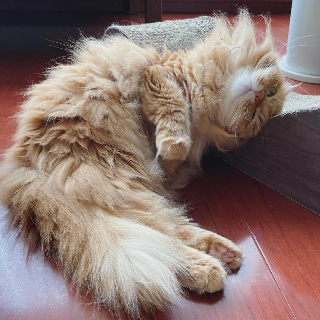 井上富美子さんのインスタグラム写真 - (井上富美子Instagram)「朝から可愛さ無限大♾  #ねこ #猫 #可愛い #愛しい #癒し #もふもふ #スコティッシュフォールド #cat #catstagram」6月19日 15時54分 - fumi_ino1222