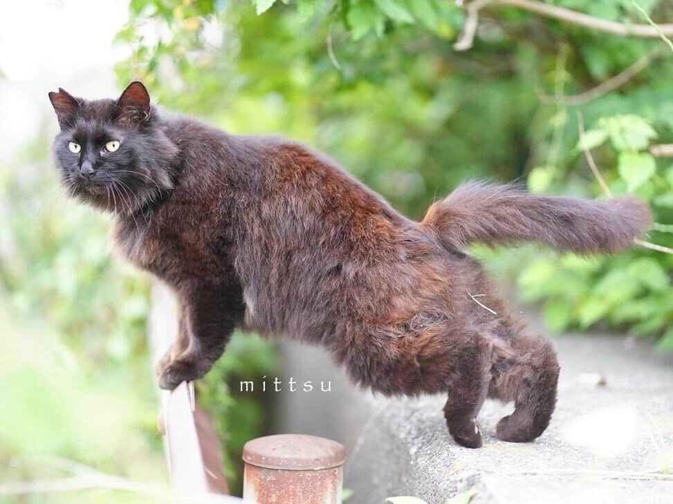 NEKOくらぶさんのインスタグラム写真 - (NEKOくらぶInstagram)「|| 疲れたら　こんな風に　足首を回したり アキレス腱を伸ばしたり　するといいにゃ @mittsu54 さんの作品ですにゃ（＝ΦωΦ＝） * いいね！＆コメント大歓迎！！ * #nekoclub #NEKOくらぶ #Japan #Photo #写真 #日本 #cat #ネコ #ねこ #猫  Follow: @nekoclub_jpn * ▼【廣済堂出版共同企画】NEKOくらぶの皆さまとつくる「NEKOくらぶ写真集」、発売中♪（＝ΦωΦ＝） ※詳細は本アカウント「 @nekoclub_jpn 」のプロフィールに固定しているハイライトから * ※当アカウントでシェアさせていただいた作品は、東京カメラ部YouTubeアカウントでも投稿者様のお名前入りでご紹介させていただく場合があります。これらの使用に関して原則通知は行いませんので、予めご了承ください。 ※各種法令、マナー、関係者の指示に従った撮影をお願いします。 *Please ensure that your photography adheres to all relevant laws, etiquette, and instructions issued by authorized persons. ※本アカウントは東京カメラ部がFacebook、Instagramのサービスを利用して運営しているもので、Meta社・Instagramとは一切関係ありません。」6月19日 16時00分 - nekoclub_jpn