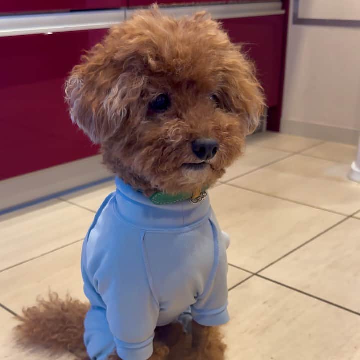 久石譲のインスタグラム：「San-chan has been discharged from the hospital and is feeling much better.」