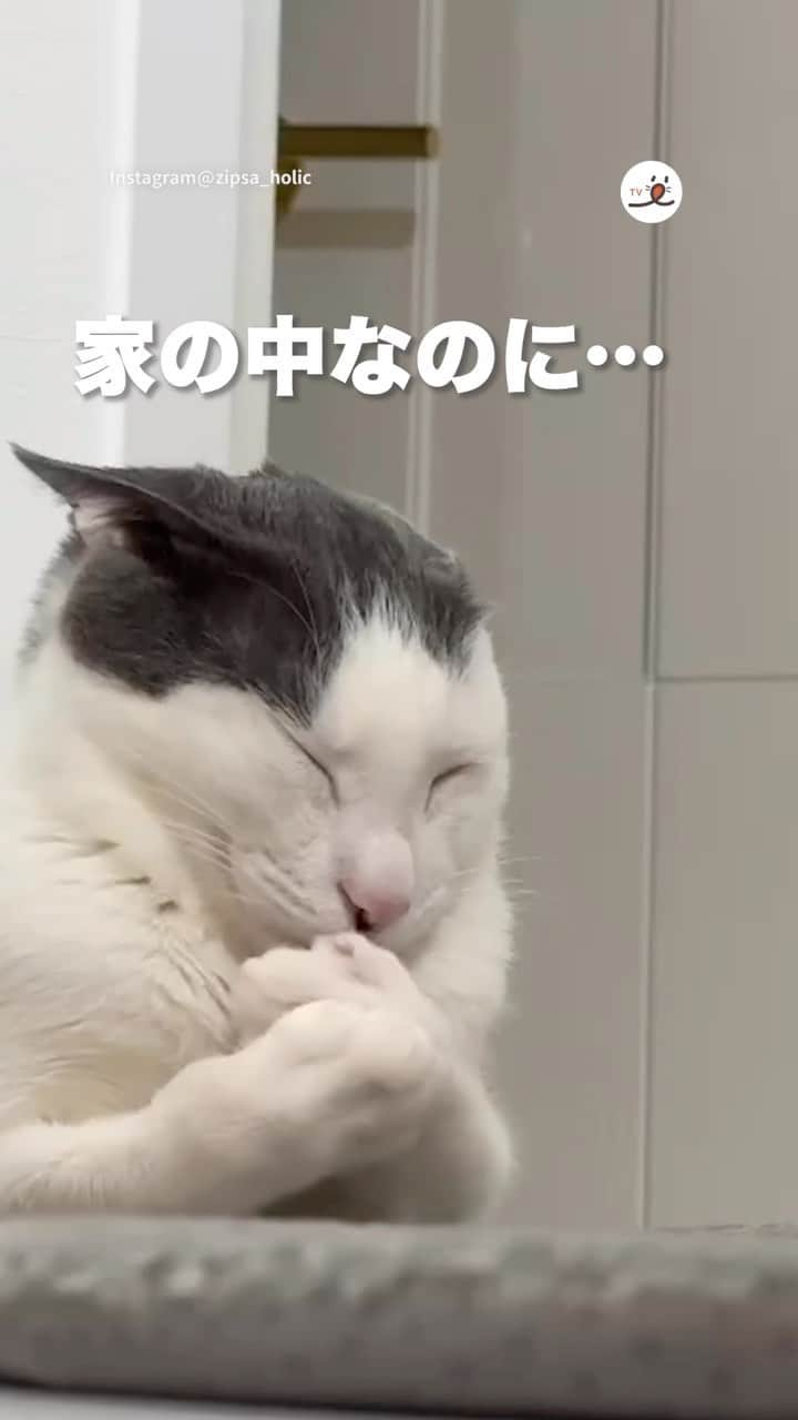 PECOねこ部のインスタグラム